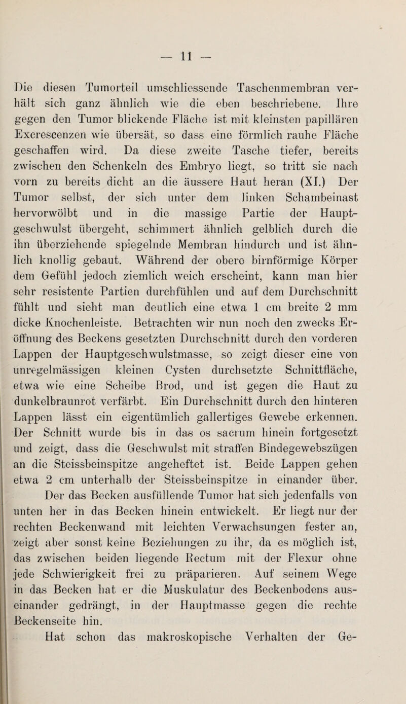 Die diesen Tumorteil umschliessende Taschenmembran ver¬ hält sich ganz ähnlich wie die eben beschriebene. Ihre gegen den Tumor blickende Fläche ist mit kleinsten papillären Excrescenzen wie übersät, so dass eine förmlich rauhe Fläche geschaffen wird. Da diese zweite Tasche tiefer, bereits zwischen den Schenkeln des Embryo liegt, so tritt sie nach vorn zu bereits dicht an die äussere Haut heran (XI.) Der Tumor selbst, der sich unter dem linken Schambeinast hervorwölbt und in die massige Partie der Haupt¬ geschwulst übergeht, schimmert ähnlich gelblich durch die ihn überziehende spiegelnde Membran hindurch und ist ähn¬ lich knollig gebaut. Während der obere bimförmige Körper dem Gefühl jedoch ziemlich weich erscheint, kann man hier sehr resistente Partien durchfühlen und auf dem Durchschnitt fühlt und sieht man deutlich eine etwa 1 cm breite 2 mm dicke Knochenleiste. Betrachten wir nun noch den zwecks Er¬ öffnung des Beckens gesetzten Durchschnitt durch den vorderen Lappen der Hauptgeschwulstmasse, so zeigt dieser eine von unregelmässigen kleinen Cysten durchsetzte Schnittfläche, etwa wie eine Scheibe Brod, und ist gegen die Haut zu dunkelbraunrot verfärbt. Ein Durchschnitt durch den hinteren Lappen lässt ein eigentümlich gallertiges Gewebe erkennen. Der Schnitt wurde bis in das os sacrum hinein fortgesetzt und zeigt, dass die Geschwulst mit straffen Bindegewebszügen an die Steissbeinspitze angeheftet ist. Beide Lappen gehen etwa 2 cm unterhalb der Steissbeinspitze in einander über. Der das Becken ausfüllende Tumor hat sich jedenfalls von unten her in das Becken hinein entwickelt. Er liegt nur der rechten Beckenwand mit leichten Verwachsungen fester an, zeigt aber sonst keine Beziehungen zu ihr, da es möglich ist, das zwischen beiden liegende Rectum mit der Flexur ohne jede Schwierigkeit frei zu präparieren. Auf seinem Wege in das Becken hat er die Muskulatur des Beckenbodens aus¬ einander gedrängt, in der Hauptmasse gegen die rechte Beckenseite hin. Hat schon das makroskopische Verhalten der Ge-