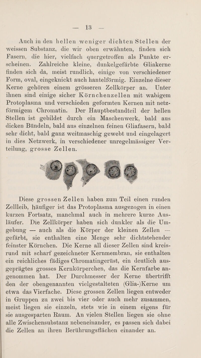 Auch in den hellen weniger dichten Stellen der weissen Substanz, die wir oben erwähnten, finden sich Fasern, die hier, vielfach quergetroffen als Punkte er¬ scheinen. Zahlreiche kleine, dunkelgefärbte Gliakerne finden sich da, meist rundlich, einige von verschiedener Form, oval, eingeknickt auch hantelförmig. Einzelne dieser Kerne gehören einem grösseren Zellkörper an. Unter ihnen sind einige sicher Körnchen zellen mit wabigem Protoplasma und verschieden geformten Kernen mit netz¬ förmigem Chromatin. Der Hauptbestandteil der hellen Stellen ist gebildet durch ein Maschenwerk, bald aus dicken Bündeln, bald aus einzelnen feinen Gliafasern, bald sehr dicht, bald ganz weitmaschig gewebt und eingelagert in dies Netzwerk, in verschiedener unregelmässiger Ver¬ teilung, grosse Zellen. Diese grossen Zellen haben zum Teil einen runden Zellleib, häufiger ist das Protoplasma ausgezogen in einen kurzen Fortsatz, manchmal auch in mehrere kurze Aus¬ läufer. Die Zellkörper haben sich dunkler als die Um¬ gebung — auch als die Körper der kleinen Zellen — gefärbt, sie enthalten eine Menge sehr dichtstehender feinster Körnchen. Die Kerne all dieser Zellen sind kreis¬ rund mit scharf gezeichneter Kernmembran, sie enthalten ein reichliches fädiges Chromatingerüst, ein deutlich aus¬ geprägtes grosses Kernkörperchen, das die Kernfarbe an¬ genommen hat. Der Durchmesser der Kerne übertrifft den der obengenannten vielgestalteten (Glia-)Kerne um etwa das Vierfache. Diese grossen Zellen liegen entweder in Gruppen zu zwei bis vier oder auch mehr zusammen, meist liegen sie einzeln, stets wie in einem eigens für sie ausgesparten Kaum. An vielen Stellen liegen sie ohne alle Zwischensubstanz nebeneinander, es passen sich dabei die Zellen an ihren Berührungsflächen einander an.