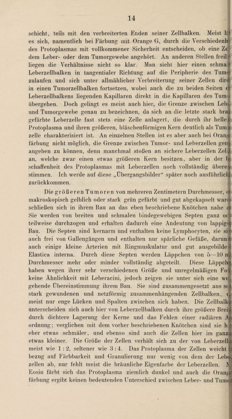 Schicht, teils mit den verbreiterten Enden seiner Zellbalken. Meist li:l es sich, namentlich bei Färbung mit Orange G, durch die Verschieden!] * des Protoplasmas mit vollkommener Sicherheit entscheiden, ob eine Zej dem Leber- oder dem Tumorgewebe angehört. An anderen Stellen freil r liegen die Verhältnisse nicht so klar. Man sieht hier einen schman Leberzellbalken in tangentialer Richtung auf die Peripherie des Tum«]; zulaufen und sich unter allmählicher Verbreiterung seiner Zellen dird in einen Tumorzellbalken fortsetzen, wobei auch die zu beiden Seiten o Leberzellbalkens liegenden Kapillaren direkt in die Kapillaren des Tumo übergehen. Doch gelingt es meist auch hier, die Grenze zwischen Leb.» und Tumorgewebe genau zu bezeichnen, da sich an die letzte stark bra j gefärbte Leberzelle fast stets eine Zelle anlagert, die durch ihr hellek Protoplasma und ihren größeren, bläschenförmigen Kern deutlich als Tumfj zelle charakterisiert ist. An einzelnen Stellen ist es aber auch bei Oranpr färbung nicht möglich, die Grenze zwischen Tumor- und Leberzellen gen| angeben zu können, denn manchmal stoßen an sichere Leberzellen Zelll an, welche zwar einen etwas größeren Kern besitzen, aber in der Ir schaffenheit des Protoplasmas mit Leberzellen noch vollständig iiberes stimmen. Ich werde auf diese „Übergangsbilder“ später noch ausführlicl t zurückkommen. I! Die größ e r en Tu mor en von mehreren Zentimetern Durchmesser, <) makroskopisch gelblich oder stark grün gefärbt und gut abgekapselt wan 5 schließen sich in ihrem Bau an das eben beschriebene Knötchen nahe ; Sie werden von breiten und schmalen bindegewebigen Septen ganz o( teilweise durchzogen und erhalten dadurch eine Andeutung von lappig*i Bau. Die Septen sind kernarm und enthalten keine Lymphocyten, sie si auch frei von Gallengängen und enthalten nur spärliche Gefäße, daran b auch einige kleine Arterien mit Ringmuskulatur und gut ausgebilde *1 Elastica interna. Durch diese Septen werden Läppchen von 5—10 nO Durchmesser mehr oder minder vollständig abgeteilt. Diese Läppcbq haben wegen ihrer sehr verschiedenen Größe und unregelmäßigen Fo l keine Ähnlichkeit mit Leberacini, jedoch zeigen sie unter sich eine wel gehende Übereinstimmung ihrem Bau. Sie sind zusammengesetzt aus se| stark gewundenen und netzförmig zusammenhängenden Zellbalken, (, meist nur enge Lücken und Spalten zwischen sich haben. Die Zellbalkfi unterscheiden sich auch hier von Leberzellbalken durch ihre größere Breite durch dichtere Lagerung der Kerne und das Fehlen einer radiären Al Ordnung; verglichen mit dem vorher beschriebenen Knötchen sind sie hi eher etwas schmäler, und ebenso sind auch die Zellen hier im ganza etwas kleiner. Die Größe der Zellen verhält sich zu der von LeberzeLba meist wie 1 : 2, seltener wie 3 :4. Das Protoplasma der Zellen weicht h bezug auf Färbbarkeit und Granulierung nur wenig von dem der Lebty zellen ab, nur fehlt meist die bräunliche Eigenfarbe der Leberzellen. M Eosin färbt sich das Protoplasma ziemlich dunkel und auch die Oranglg färbung ergibt keinen bedeutenden Unterschied zwischen Leber- und Tumflß