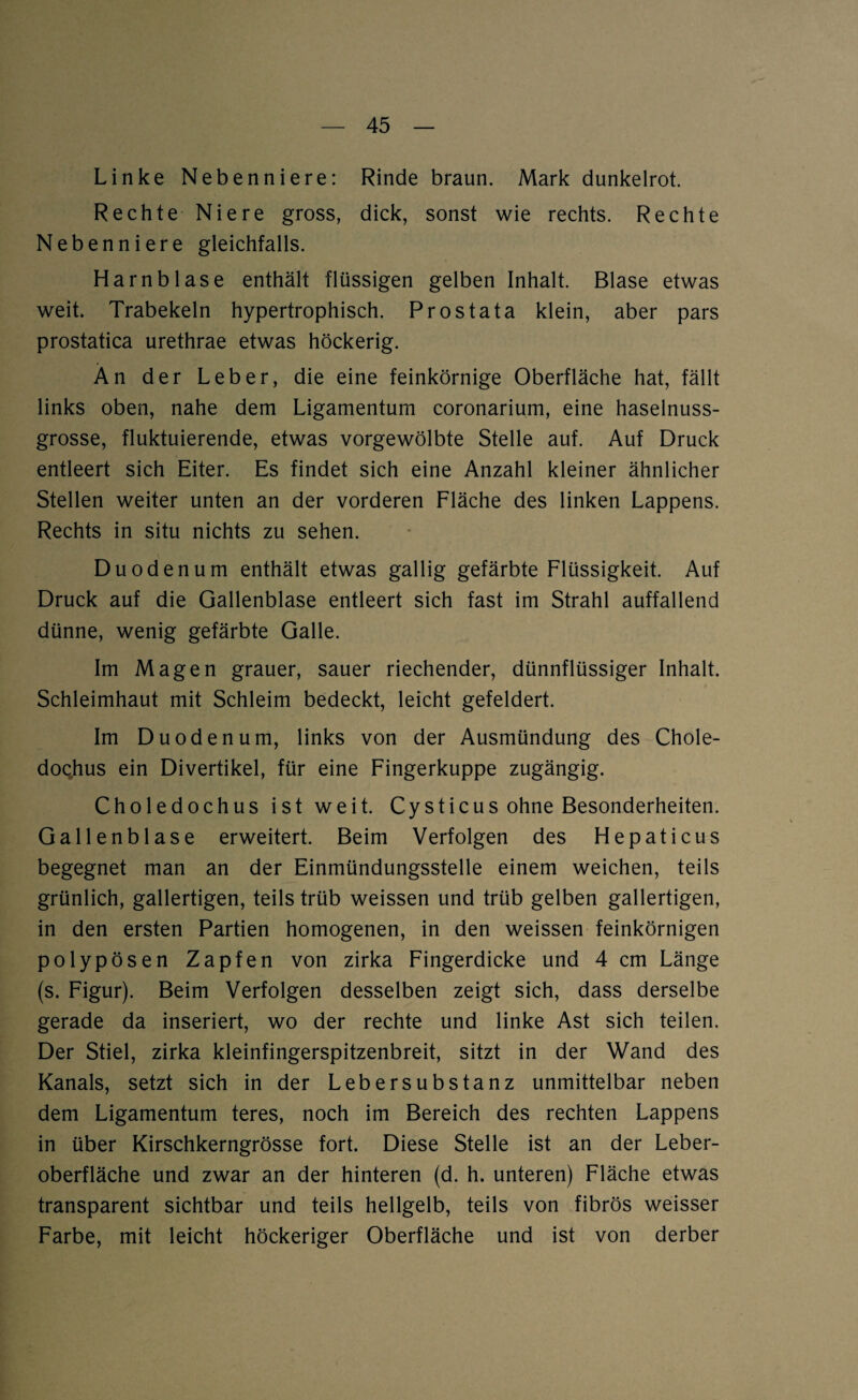 Linke Nebenniere: Rinde braun. Mark dunkelrot. Rechte Niere gross, dick, sonst wie rechts. Rechte Nebenniere gleichfalls. Harnblase enthält flüssigen gelben Inhalt. Blase etwas weit. Trabekeln hypertrophisch. Prostata klein, aber pars prostatica urethrae etwas höckerig. An der Leber, die eine feinkörnige Oberfläche hat, fällt links oben, nahe dem Ligamentum coronarium, eine haselnuss¬ grosse, fluktuierende, etwas vorgewölbte Stelle auf. Auf Druck entleert sich Eiter. Es findet sich eine Anzahl kleiner ähnlicher Stellen weiter unten an der vorderen Fläche des linken Lappens. Rechts in situ nichts zu sehen. Duodenum enthält etwas gallig gefärbte Flüssigkeit. Auf Druck auf die Gallenblase entleert sich fast im Strahl auffallend dünne, wenig gefärbte Galle. Im Magen grauer, sauer riechender, dünnflüssiger Inhalt. Schleimhaut mit Schleim bedeckt, leicht gefeldert. Im Duodenum, links von der Ausmündung des Chole- doqhus ein Divertikel, für eine Fingerkuppe zugängig. Choledochus ist weit. Cysticus ohne Besonderheiten. Gallenblase erweitert. Beim Verfolgen des Hepaticus begegnet man an der Einmündungsstelle einem weichen, teils grünlich, gallertigen, teils trüb weissen und trüb gelben gallertigen, in den ersten Partien homogenen, in den weissen feinkörnigen polypösen Zapfen von zirka Fingerdicke und 4 cm Länge (s. Figur). Beim Verfolgen desselben zeigt sich, dass derselbe gerade da inseriert, wo der rechte und linke Ast sich teilen. Der Stiel, zirka kleinfingerspitzenbreit, sitzt in der Wand des Kanals, setzt sich in der Lebersubstanz unmittelbar neben dem Ligamentum teres, noch im Bereich des rechten Lappens in über Kirschkerngrösse fort. Diese Stelle ist an der Leber¬ oberfläche und zwar an der hinteren (d. h. unteren) Fläche etwas transparent sichtbar und teils hellgelb, teils von fibrös weisser Farbe, mit leicht höckeriger Oberfläche und ist von derber