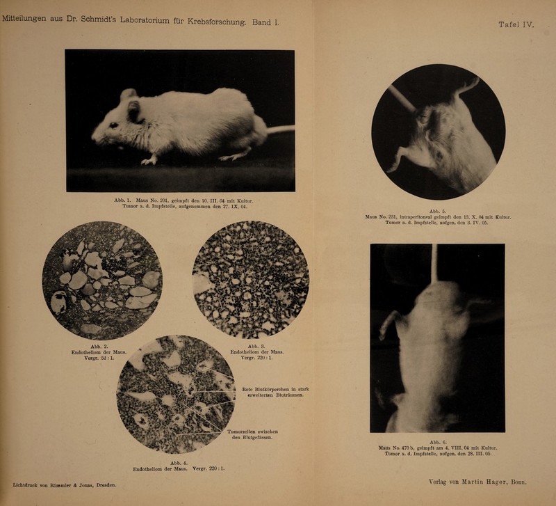 Tafel IV. Abb. 1. Maus No. 201, geimpft den 10. III. 04 mit Kultur Tumor a. d. Impfstelle, aufgenommen den 27. IX. 04. Abb. 4. Endotheliom der Maus. Yergr. 220 :1. Abb. 5. Maus No. 231, intraperitoneal geimpft den 13. X. 04 mit Kultur. Tumor a. d. Impfstelle, aufgen. den 3. IY. 05. Abb. 6. Maus No. 470 b, geimpft am 4. VIII. 04 mit Kultur. Tumor a. d. Impfstelle, aufgen. den 28. III. 05. Lichtdruck von Römmler & Jonas, Dresden. Verlag von Martin Hager, Bonn.