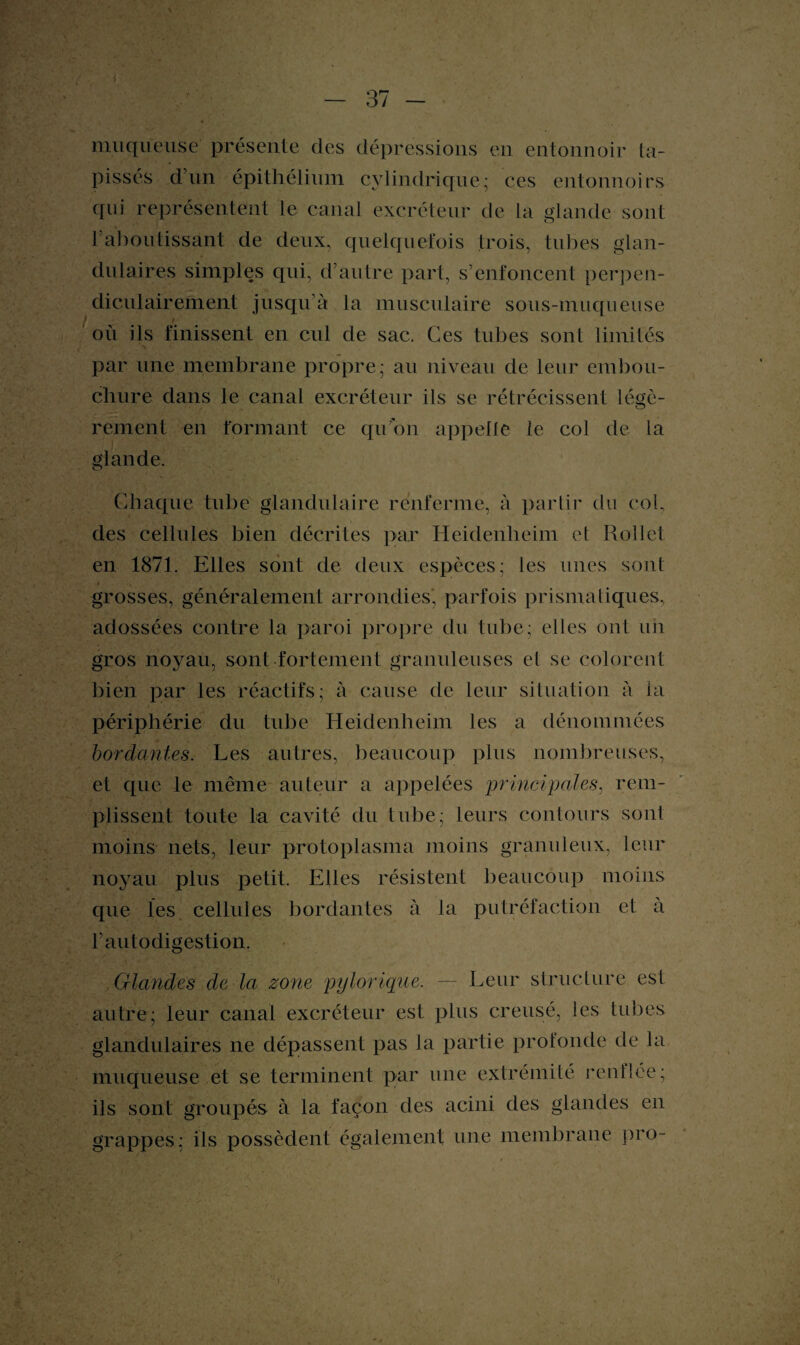 muqueuse présente des dépressions en entonnoir ta¬ pisses d’un épithélium cylindrique; ces entonnoirs qui représentent le canal excréteur de la glande sont raboutissant de deux, quelquefois trois, tubes glan¬ dulaires simples qui, d’autre part, s’enfoncent perpen¬ diculairement jusqu’à la musculaire sous-muqueuse où ils finissent en cul de sac. Ces tubes sont limités par une membrane propre; au niveau de leur embou¬ chure dans le canal excréteur ils se rétrécissent légè¬ rement en formant ce qu on appelle le col de la glande. Chaque tube glandulaire renferme, à partir du col, des cellules bien décrites par Heidenheim et Rollet en 1871. Elles sont de deux espèces; les unes sont grosses, généralement arrondies, parfois prismatiques, adossées contre la paroi propre du tube; elles ont un gros noyau, sont fortement granuleuses et se colorent bien par les réactifs; à cause de leur situation à la périphérie du tube Heidenheim les a dénommées bordantes. Les autres, beaucoup plus nombreuses, et que le même auteur a appelées principales, rem¬ plissent toute la cavité du tube; leurs contours sont moins nets, leur protoplasma moins granuleux, leur noyau plus petit. Elles résistent beaucoup moins que les cellules bordantes à la putréfaction et à rautodigestion. Glandes de la zone pylorique. — Leur structure est autre; leur canal excréteur est plus creusé, les tubes glandulaires ne dépassent pas la partie profonde de la muqueuse et se terminent par une extrémité renflée; ils sont groupés à la façon des acini des glandes en grappes; ils possèdent également une membrane pro-