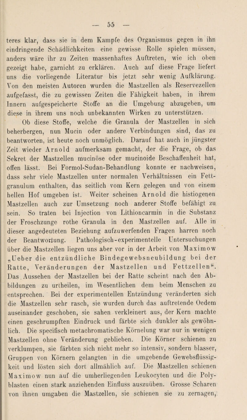 teres klar, dass sie in dem Kampfe des Organismus gegen in ihn eindringende Schädlichkeiten eine gewisse Rolle spielen müssen, anders wäre ihr zu Zeiten massenhaftes Auftreten, wie ich oben gezeigt habe, garnicht zu erklären. Auch auf diese Frage liefert uns die vorliegende Literatur bis jetzt sehr wenig Aufklärung. Von den meisten Autoren wurden die Mastzellen als Reservezellen aufgefasst, die zu gewissen Zeiten die Fähigkeit haben, in ihrem Innern aufgespeicherte Stoffe an die Umgebung abzugeben, um diese in ihrem uns noch unbekannten Wirken zu unterstützen. Ob diese Stoffe, welche die Granula der Mastzellen in sich beherbergen, nun Mucin oder andere Verbindungen sind, das zu beantworten, ist heute noch unmöglich. Darauf hat auch in jüngster Zeit wieder Arnold aufmerksam gemacht, der die Frage, ob das Sekret der Mastzellen mucinöse oder mucinoide Beschaffenheit hat, offen lässt. Bei Formol-Sudan-Behandlung konnte er nachweisen, dass sehr viele Mastzellen unter normalen Verhältnissen ein Fett- granulum enthalten, das seitlich vom Kern gelegen und von einem hellen Hof umgeben ist. Weiter scheinen Arnold die histiogenen Mastzellen auch zur Umsetzung noch anderer Stoffe befähigt zu sein. So traten bei Injection von Lithioncarmin in die Substanz der Froschzunge rothe Granula in den Mastzellen auf. Alle in dieser angedeuteten Beziehung aufzuwerfenden Fragen harren noch der Beantwortung. Pathologisch-experimentelle Untersuchungen über die Mastzellen liegen uns aber vor in der Arbeit von Maximow „Ueber die entzündliche Bindegewebsneubildung bei der Ratte, Veränderungen der Mastzellen und Fettzellen“. Das. Aussehen der Mastzellen bei der Ratte scheint nach den Ab¬ bildungen zu urtheilen, im Wesentlichen dem beim Menschen zu entsprechen. Bei der experimentellen Entzündung veränderten sich die Mastzellen sehr rasch, sie wurden durch das auftretende Oedem auseinander geschoben, sie sahen verkleinert aus, der Kern machte einen geschrumpften Eindruck und färbte sich dunkler als gewöhn¬ lich. Die specifisch metachromatische Körnelung war nur in wenigen Mastzellen ohne Veränderung geblieben. Die Körner schienen zu verklumpen, sie färbten sich nicht mehr so intensiv, sondern blasser, Gruppen von Körnern gelangten in die umgebende Gewebsflüssig¬ keit und lösten sich dort allmählich auf. Die Mastzellen schienen Maximow nun auf die umherliegenden Leukocyten und die Poly- blasten einen stark anziehenden Einfluss auszuüben. Grosse Scharen von ihnen umgaben die Mastzellen, sie schienen sie zu zernagen,