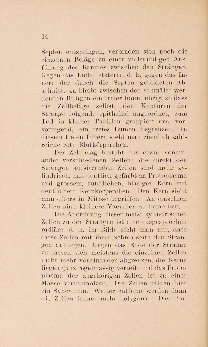 Septen entspringen, verbinden sich noch die einzelnen Beläge zu einer vollständigen Aus¬ füllung des Baumes zwischen den Strängen. Gegen das Ende letzterer, d. h. gegen das In¬ nere der durch die Septen gebildeten Ab¬ schnitte zu bleibt zwischen den schmäler wer¬ denden Belägen ein freier Baum übrig, so dass die Zellbeläge selbst, den Konturen der Stränge folgend, epithelial angeordnet, zum Teil in kleinen Papillen gruppiert und vor¬ springend, ein freies Lumen begrenzen. In diesem freien Innern sieht man ziemlich zahl¬ reiche rote Blutkörperchen. Der Zellbelag besteht aus etwas vonein¬ ander verschiedenen Zellen; die direkt den Strängen aufsitzenden Zellen sind mehr zy¬ lindrisch, mit deutlich gefärbtem Protoplasma und grossem, rundlichen, blasigen Kern mit deutlichem Kernkörperchen. Den Kern sieht man öfters in Mitose begriffen. An einzelnen Zellen sind kleinere Vaeuolen zu bemerken. Die Anordnung dieser meist zylindrischen Zellen zu den Strängen ist eine ausgesprochen radiäre, d. h. im Bilde sieht man nur, dass diese Zellen mit ihrer Schmalseite den Strän¬ gen aufliegen. Gegen das Ende der Stränge zu lassen sich meistens die einzelnen Zellen nicht mehr voneinander abgrenzen, die Kerne liegen ganz regelmässig verteilt und das Proto¬ plasma der zugehörigen Zellen ist zu einer Masse verschmolzen. Die Zellen bilden hier ein Syncytium. Weiter entfernt werden dann die Zellen immer mehr polygonal. Das Pro-