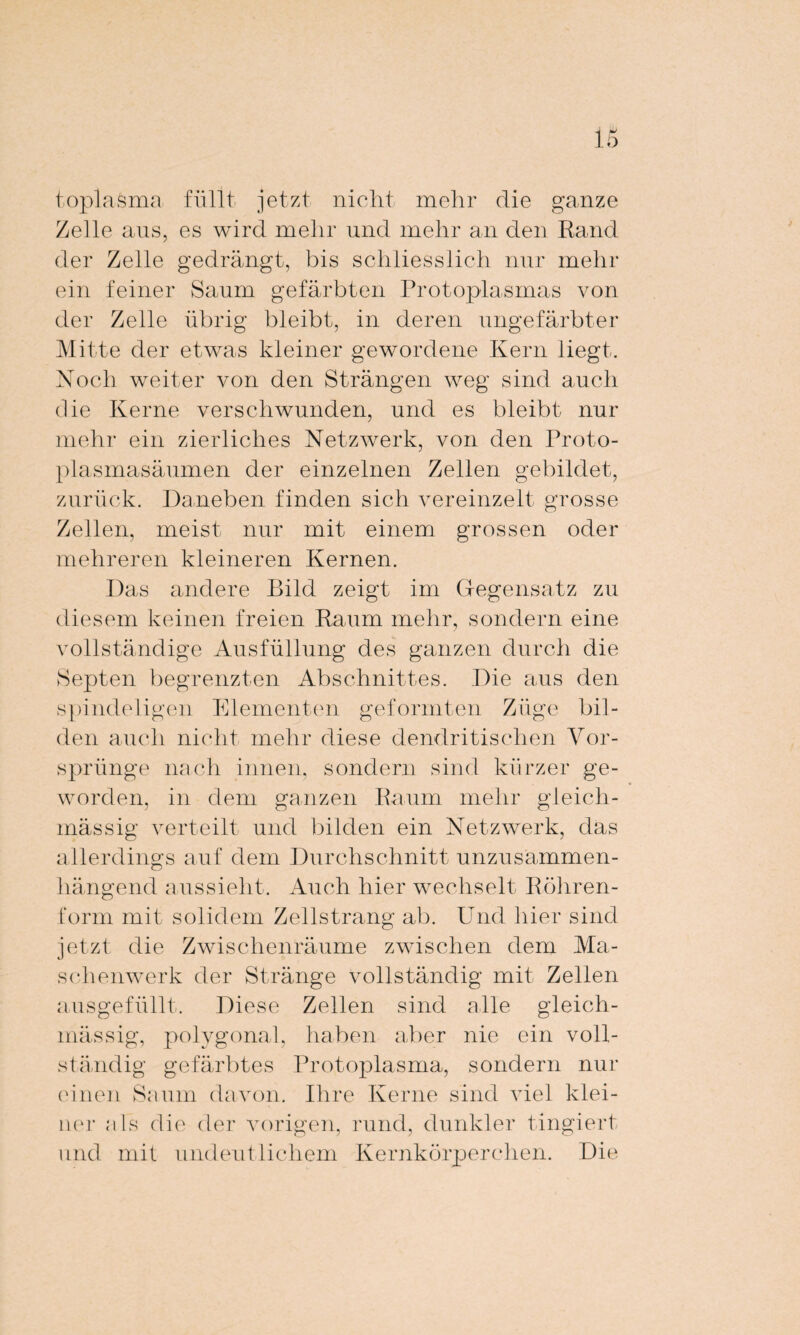topla-Sma füllt jetzt nicht mehr die ganze Zelle ans, es wird mehr und mehr an den Rand der Zelle gedrängt, bis schliesslich nur mehr ein feiner Saum gefärbten Protoplasmas von der Zelle übrig bleibt, in deren ungefärbter Mitte der etwas kleiner gewordene Kern liegt. Noch weiter von den Strängen weg sind auch die Kerne verschwunden, und es bleibt nur mehr ein zierliches Netzwerk, von den Proto¬ plasmasäumen der einzelnen Zellen gebildet, zurück. Daneben finden sich vereinzelt grosse Zellen, meist nur mit einem grossen oder mehreren kleineren Kernen. Das andere Bild zeigt im Gegensatz zu diesem keinen freien Raum mehr, sondern eine vollständige Ausfüllung des ganzen durch die Septen begrenzten Abschnittes. Die aus den spindeligen Elementen geformten Züge bil¬ den auch nicht mehr diese dendritischen Vor¬ sprünge nach innen, sondern sind kürzer ge¬ worden, in dem ganzen R a um mehr g leich- mässig verteilt und bilden ein Netzwerk, das allerdings auf dem Durchschnitt unzusammen¬ hängend aussieht. Auch hier wechselt Röhren- form mit solidem Zellstrang ab. Und hier sind jetzt die Zwischenräume zwischen dem Ma¬ schenwerk der Stränge vollständig mit Zellen ausgefüllt. Diese Zellen sind alle gleich- mässig, polygonal, haben aber nie ein voll¬ ständig gefärbtes Protoplasma, sondern nur einen Saum davon. Ihre Kerne sind viel klei¬ ner als die der vorigen, rund, dunkler tingiert und mit undeutlichem Kernkörperchen. Die