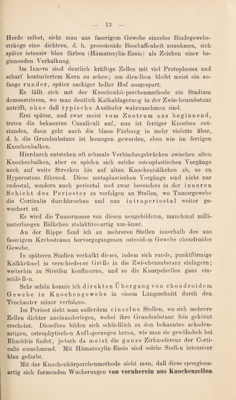 Herde selbst, sieht man aus faserigem Gewebe einzelne Bindegewebs- stränge eine dichtere, d. h. proosteoide Beschaffenheit annnhmen, sieb später intensiv blau färben (Hämatoxylin-Eosin) als Zeichen einer be¬ ginnenden Verkalkung. Im Innern sind deutlich kräftige Zellen mit viel Protoplasma und scharf konturiertem Kern zu sehen; um dieselben bleibt meist ein an¬ fangs runder, später zackiger heller Hof ausgespart. Es läßt sich mit der Knochenköiperchenmethode ein Stadium demonstrieren, wo man deutlich Kalkablagerung in der Zwischensubstanz an trifft, ohne daß typische Ausläufer wahrzunehmen sind. Erst später, und zwar meist vom Zentrum aus beginnend, treten die bekannten Caualiculi auf, nun ist fertiger Knochen ent¬ standen, dann geht auch die blaue Färbung in mehr violette über, d. h. die Grundsubstanz ist homogen geworden, eben wie im fertigen Knochenbalken. Hierdurch entstehen oft schmale Verbindungsbrücken zwischen altem Knochenbalken, aber es spielen sich solche osteoplastischen Vorgänge auch auf weite Strecken hin auf alten Knochenbälkchen ab, so zu, Hyperostose führend. Diese metaplastischen Vorgänge sind nicht nur endostal, sondern auch periostal und zwar besonders in der inneren Schicht des Periostes zu verfolgen an Stellen, wo Tumorgewebe die Corticalis durchbrochen und nun intraperiostal weiter ge¬ wuchert ist. Es wird die Tumormasse von diesen neugebildeten, manchmal milli¬ meterlangen Bälkchen stalaktitenartig umnäumt. An der Rippe fand ich an mehreren Stellen innerhalb des aus faseligem Krebsstroma hervorgegangenen osteoidem Gewebe chondroides Gewebe. In späteren Stadien verkalkt dieses, indem sich nrnde, punktförmige Kalkkrümel in verschiedener Größe in die Zwischensubstanz einlagern; weiterhin zu Streifen konfluieren, und so die Kuorpelzellen ganz ein- schließ^n. • • Sehr schön konnte ichdirektenUbergangvon chondroidem Gewebe in Knochengewebe in einem Längsschnitt durch den Trochanter minor verfolgen. Im Periost sieht man außerdem einzelne Stellen, wo sich mehrere Zellen dichter aneinanderlegen, wobei ihre Grundsubstanz fein gekörnt erscheint. Dieselben bilden sich schließlich zu den bekannten arkaden¬ artigen, osteophytisclmn Auflagerungen heran, wie man sie gewöhnlich bei Rhachitis findet, jedoch da meist die ganze Zirkumlerenz der Corti¬ calis einnehmend. Mit Hämatoxylin-Eosin sind solche Stellen intensiver blau gefärbt. Mit der Knochenkörperchenmethode sieht man, daß diese spongiosa¬ artig sich formenden Wucherungen yon vornherein aus Knochenzellen