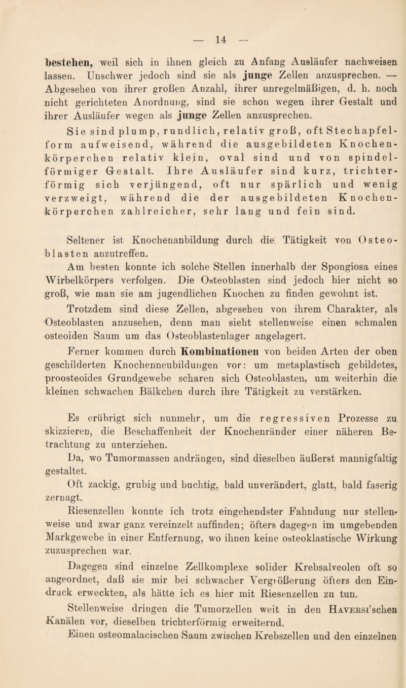 bestehen, weil sich in ihnen gleich zn Anfang Ausläufer nachweisen lassen. Unschwer jedoch sind sie als junge Zellen anzusprechen. — Abgesehen von ihrer großen Anzahl, ihrer unregelmäßigen, d. h. noch nicht gerichteten Anordnung, sind sie schon wegen ihrer Gestalt und ihrer Ausläufer wegen als junge Zellen anzusprechen. Sie sind plump, rundlich, relativ groß, oft Stechapfel¬ form aufweisend, während die ausgebildeten Knochen¬ körperchen relativ klein, oval sind und von spindel¬ förmiger Gestalt. Ihre Ausläufer sind kurz, trichter¬ förmig sich verjüngend, oft nur spärlich und wenig verzweigt, während die der ausgebildeten Knochen¬ körperchen zahlreicher, sehr lang und fein sind. Seltener ist Knochenanbildung durch die/ Tätigkeit von Osteo¬ blasten anzutreffen. Am besten konnte ich solche Stellen innerhalb der Spongiosa eines Wirbelkörpers verfolgen. Die Osteoblasten sind jedoch hier nicht so groß, wie man sie am jugendlichen Knochen zu finden gewohnt ist. Trotzdem sind diese Zellen, abgesehen von ihrem Charakter, als Osteoblasten anzusehen, denn man sieht stellenweise einen schmalen osteoiden Saum um das Osteoblastenlager angelagert. Ferner kommen durch Kombinationen von beiden Arten der oben geschilderten Knochenneubildungen vor: um metaplastisch gebildetes, proosteoides Grundgewebe scharen sich Osteoblasten, um weiterhin die kleinen schwachen Bälkchen durch ihre Tätigkeit zu verstärken. Es erübrigt sich nunmehr, um die regressiven Prozesse zu skizzieren, die Beschaffenheit der Knochenränder einer näheren Be¬ trachtung zu unterziehen. Da, wo Tumormassen andrängen, sind dieselben äußerst mannigfaltig gestaltet. Oft zackig, grubig und buchtig, bald unverändert, glatt, bald faserig zernagt. Biesenzellen konnte ich trotz eingehendster Fahndung nur stellen¬ weise und zwar ganz vereinzelt auffinden; öfters dagegen im umgebenden Markgewebe in einer Entfernung, wo ihnen keine osteoklastische Wirkung zuzusprechen war. Dagegen sind einzelne Zellkomplexe solider Krebsalveolen oft so angeordnet, daß sie mir bei schwacher Vergiößerung öfters den Ein¬ druck erweckten, als hätte ich es hier mit Biesenzellen zu tun. Stellenweise dringen die Tumorzellen weit in den HAVERsrschen Kanälen vor, dieselben trichterförmig erweiternd. Einen osteomalacischen Saum zwischen Krebszellen und den einzelnen