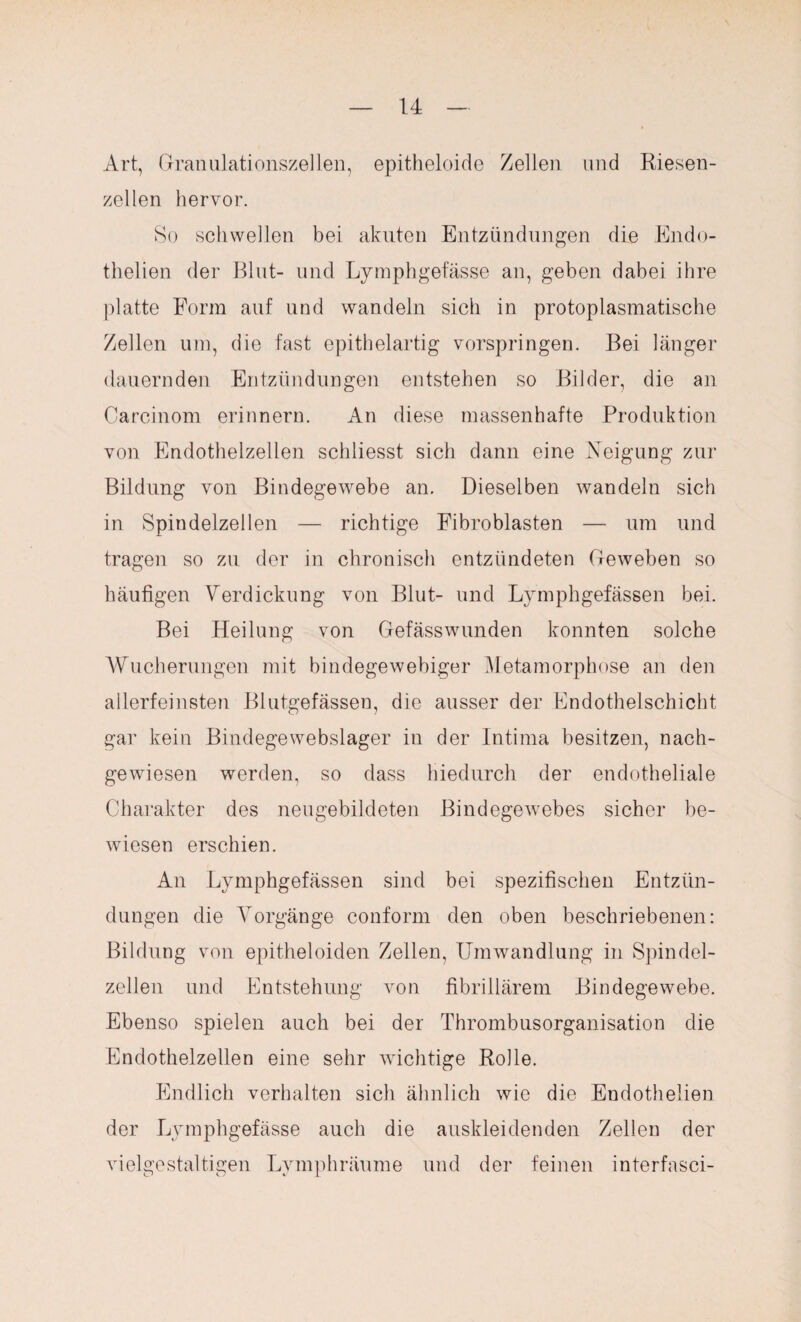 Art, Granulationszellen, epitheloide Zellen und Riesen¬ zellen hervor. So schwellen bei akuten Entzündungen die Endo- thelien der Blut- und Lymphgefässe an, geben dabei ihre platte Form auf und wandeln sich in protoplasmatische Zellen um, die fast epithelartig vorspringen. Bei länger dauernden Entzündungen entstehen so Bilder, die an Carcinom erinnern. An diese massenhafte Produktion von Endothelzellen schliesst sich dann eine Eeigung zur Bildung von Bindegewebe an. Dieselben wandeln sich in Spindelzellen — richtige Fibroblasten — um und tragen so zu der in chronisch entzündeten Geweben so häufigen Verdickung von Blut- und Lymphgefässen bei. Bei Heilung von Gefäss wunden konnten solche Wucherungen mit bindegewebiger Metamorphose an den allerfeinsten Blutgefässen, die ausser der Endothelschicht gar kein Bindege webslager in der Intima besitzen, nach¬ gewiesen werden, so dass hiedurch der endotheliale Charakter des neugebildeten Bindegewebes sicher be¬ wiesen erschien. An Lymphgefässen sind bei spezifischen Entzün¬ dungen die Vorgänge conform den oben beschriebenen: Bildung von epitheloiden Zellen, Umwandlung in Spindel¬ zellen und Entstehung von fibrillärem Bindegewebe. Ebenso spielen auch bei der Thrombusorganisation die Endothelzellen eine sehr wichtige Rolle. Endlich verhalten sich ähnlich wie die Endothelien der Lymphgefässe auch die auskleidenden Zellen der vielgestaltigen Lymphräume und der feinen interfasci-