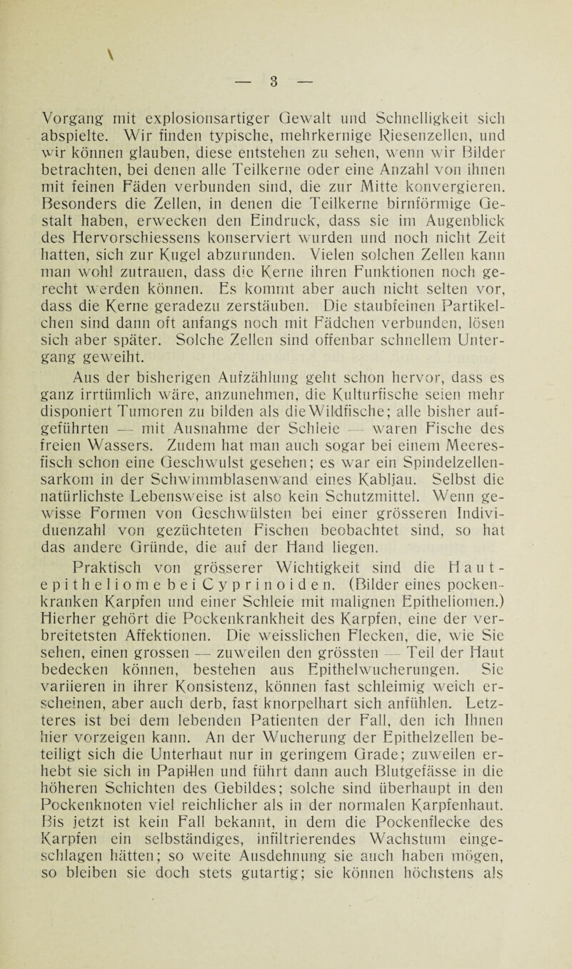 V — 3 — Vorgang mit explosionsartiger Gewalt und Schnelligkeit sich abspielte. Wir finden typische, mehrkernige Riesenzellen, und wir können glauben, diese entstehen zu sehen, wenn wir Bilder betrachten, bei denen alle Teilkerne oder eine Anzahl von ihnen mit feinen Fäden verbunden sind, die zur Mitte konvergieren. Besonders die Zellen, in denen die Teilkerne bimförmige Ge¬ stalt haben, erwecken den Eindruck, dass sie im Augenblick des Hervorschiessens konserviert wurden und noch nicht Zeit hatten, sich zur Kugel abzurunden. Vielen solchen Zellen kann man wohl Zutrauen, dass die Kerne ihren Funktionen noch ge¬ recht werden können. Es kommt aber auch nicht selten vor, dass die Kerne geradezu zerstäuben. Die staubfeinen Partikel¬ chen sind dann oft anfangs noch mit Fädchen verbunden, lösen sich aber später. Solche Zellen sind offenbar schnellem Unter¬ gang geweiht. Aus der bisherigen Aufzählung geht schon hervor, dass es ganz irrtümlich wäre, anzunehmen, die Kulturfische seien mehr disponiert Tumoren zu bilden als die Wildfische; alle bisher auf¬ geführten — mit Ausnahme der Schleie — waren Fische des freien Wassers. Zudem hat man auch sogar bei einem Meeres¬ fisch schon eine Geschwulst gesehen; es war ein Spindelzellen¬ sarkom in der Schwimmblasenwand eines Kabljau. Selbst die natürlichste Lebensweise ist also kein Schutzmittel. Wenn ge¬ wisse Formen von Geschwülsten bei einer grösseren Indivi¬ duenzahl von gezüchteten Fischen beobachtet sind, so hat das andere Gründe, die auf der Hand liegen. Praktisch von grösserer Wichtigkeit sind die Haut- epitheliomebei Cyprinoide n. (Bilder eines pocken¬ kranken Karpfen und einer Schleie mit malignen Epitheliomen.) Hierher gehört die Pockenkrankheit des Karpfen, eine der ver¬ breitetsten Affektionen. Die weisslichen Flecken, die, wie Sie sehen, einen grossen — zuweilen den grössten — Teil der Haut bedecken können, bestehen aus Epithelwucherungen. Sie variieren in ihrer Konsistenz, können fast schleimig weich er¬ scheinen, aber auch derb, fast knorpelhart sich anfühlen. Letz¬ teres ist bei dem lebenden Patienten der Fall, den ich Ihnen hier vorzeigen kann. An der Wucherung der Epithelzellen be¬ teiligt sich die Unterhaut nur in geringem Grade; zuweilen er¬ hebt sie sich in Papi-Hen und führt dann auch Blutgefässe in die höheren Schichten des Gebildes; solche sind überhaupt in den Pockenknoten viel reichlicher als in der normalen Karpfenhaut. Bis jetzt ist kein Fall bekannt, in dem die Pockenflecke des Karpfen ein selbständiges, infiltrierendes Wachstum einge¬ schlagen hätten; so weite Ausdehnung sie auch haben mögen, so bleiben sie doch stets gutartig; sie können höchstens als