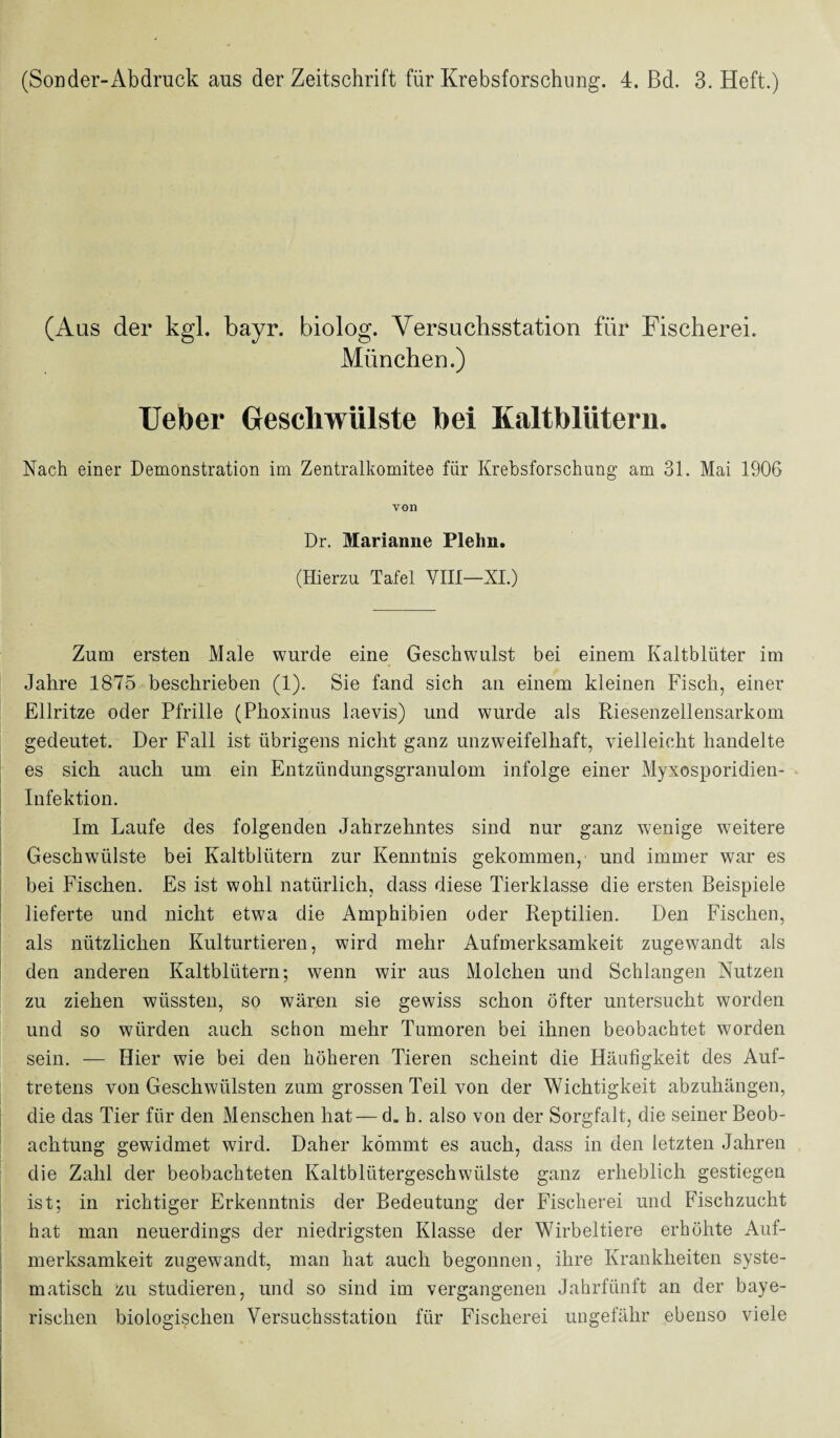 (Sonder-Abdruck aus der Zeitschrift für Krebsforschung. 4. ßd. 3. Heft.) (Aus der kgl. bayr. biolog. Versuchsstation für Fischerei. München.) Ueber Geschwülste bei Kaltblütern. Nach einer Demonstration im Zentralkomitee für Krebsforschung am 31. Mai 1906 von Dr. Marianne Plelm. (Hierzu Tafel VIII—XI.) Zum ersten Male wurde eine Geschwulst bei einem Kaltblüter im Jahre 1875 beschrieben (1). Sie fand sich an einem kleinen Fisch, einer Ellritze oder Pfrille (Phoxinus laevis) und wurde als Riesenzellensarkom gedeutet. Der Fall ist übrigens nicht ganz unzweifelhaft, vielleicht handelte es sich auch um ein Entzündungsgranulom infolge einer Myxosporidien- Infektion. Im Laufe des folgenden Jahrzehntes sind nur ganz wenige weitere Geschwülste bei Kaltblütern zur Kenntnis gekommen, und immer war es bei Fischen. Es ist wohl natürlich, dass diese Tierklasse die ersten Beispiele lieferte und nicht etwa die Amphibien oder Reptilien. Den Fischen, als nützlichen Kulturtieren, wird mehr Aufmerksamkeit zugewandt als den anderen Kaltblütern; wenn wir aus Molchen und Schlangen Nutzen zu ziehen wüssten, so wären sie gewiss schon öfter untersucht worden und so würden auch schon mehr Tumoren bei ihnen beobachtet worden sein. — Hier wie bei den höheren Tieren scheint die Häufigkeit des Auf¬ tretens von Geschwülsten zum grossen Teil von der Wichtigkeit abzuhängen, die das Tier für den Menschen hat— d. h. also von der Sorgfalt, die seiner Beob¬ achtung gewidmet wird. Daher kömmt es auch, dass in den letzten Jahren die Zahl der beobachteten Kaltblütergeschwülste ganz erheblich gestiegen ist; in richtiger Erkenntnis der Bedeutung der Fischerei und Fischzucht hat man neuerdings der niedrigsten Klasse der Wirbeltiere erhöhte Auf¬ merksamkeit zugewandt, man hat auch begonnen, ihre Krankheiten syste¬ matisch zu studieren, und so sind im vergangenen Jahrfünft an der baye¬ rischen biologischen Versuchsstation für Fischerei ungefähr ebenso viele