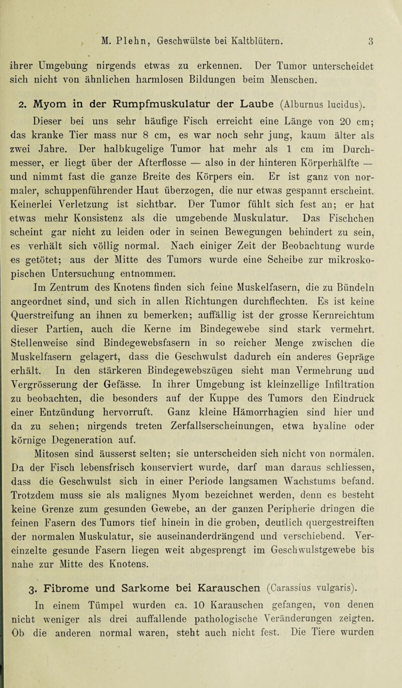 ihrer Umgebung nirgends etwas zu erkennen. Der Tumor unterscheidet sich nicht von ähnlichen harmlosen Bildungen beim Menschen. 2. Myom in der Rumpfmuskulatur der Laube (Alburnus lucidus). Dieser bei uns sehr häufige Fisch erreicht eine Länge von 20 cm; das kranke Tier mass nur 8 cm, es war noch sehr jung, kaum älter als zwei Jahre. Der halbkugelige Tumor hat mehr als 1 cm im Durch¬ messer, er liegt über der Afterflosse — also in der hinteren Körperhälfte — und nimmt fast die ganze Breite des Körpers ein. Er ist ganz von nor¬ maler, schuppenführender Haut überzogen, die nur etwas gespannt erscheint. Keinerlei Verletzung ist sichtbar. Der Tumor fühlt sich fest an; er hat etwas mehr Konsistenz als die umgebende Muskulatur. Das Fisckchen scheint gar nicht zu leiden oder in seinen Bewegungen behindert zu sein, es verhält sich völlig normal. Nach einiger Zeit der Beobachtung wurde es getötet; aus der Mitte des Tumors wurde eine Scheibe zur mikrosko¬ pischen Untersuchung entnommen. Im Zentrum des Knotens finden sich feine Muskelfasern, die zu Bündeln angeordnet sind, und sich in allen Richtungen durchflechten. Es ist keine Querstreifung an ihnen zu bemerken; auffällig ist der grosse Kernreichtum dieser Partien, auch die Kerne im Bindegewebe sind stark vermehrt. Stellenweise sind Bindegewebsfasern in so reicher Menge zwischen die Muskelfasern gelagert, dass die Geschwulst dadurch ein anderes Gepräge erhält. In den stärkeren Bindegewebszügen sieht man Vermehrung und Vergrösserung der Gefässe. In ihrer Umgebung ist kleinzellige Infiltration zu beobachten, die besonders auf der Kuppe des Tumors den Eindruck einer Entzündung hervorruft. Ganz kleine Hämorrhagien sind hier und da zu sehen; nirgends treten Zerfallserscheinungen, etwa hyaline oder körnige Degeneration auf. Mitosen sind äusserst selten; sie unterscheiden sich nicht von normalen. Da der Fisch lebensfrisch konserviert wurde, darf man daraus schliessen, dass die Geschwulst sich in einer Periode langsamen Wachstums befand. Trotzdem muss sie als malignes Myom bezeichnet werden, denn es besteht keine Grenze zum gesunden Gewebe, an der ganzen Peripherie dringen die feinen Fasern des Tumors tief hinein in die groben, deutlich quergestreiften der normalen Muskulatur, sie auseinanderdrängend und verschiebend. Ver¬ einzelte gesunde Fasern liegen weit abgesprengt im Geschwulstgewebe bis nahe zur Mitte des Knotens. 3. Fibrome und Sarkome bei Karauschen (Carassius vulgaris). In einem Tümpel wurden ca. 10 Karauschen gefangen, von denen nicht weniger als drei auffallende pathologische Veränderungen zeigten. Ob die anderen normal waren, steht auch nicht fest. Die Tiere wurden