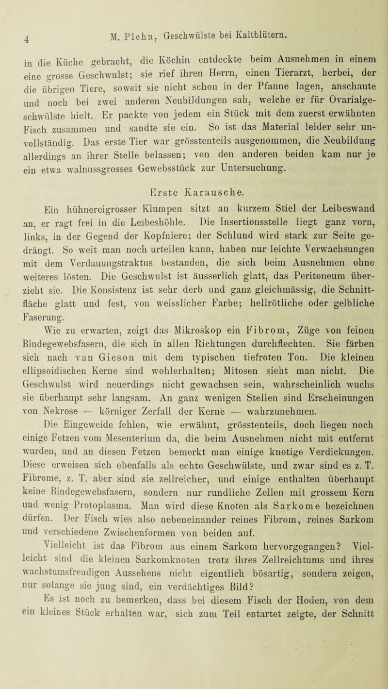 in die Küche gebracht, die Köchin entdeckte beim Ausnehmen in einem eine grosse Geschwulst; sie rief ihren Herrn, einen Tierarzt, herbei, der die übrigen Tiere, soweit sie nicht schon in der Pfanne lagen, anscliaute und noch bei zwei anderen Neubildungen sah, welche er für Ovarialge- schwülste hielt. Er packte von jedem ein Stück mit dem zuerst erwähnten Fisch zusammen und sandte sie ein. So ist das Material leider sehr un¬ vollständig. Das erste Tier war grösstenteils ausgenommen, die Neubildung allerdings an ihrer Stelle belassen; von den anderen beiden kam nur je ein etwa walnussgrosses Gewebsstiick zur Untersuchung. Erste Karausche. Ein hühnereigrosser Klumpen sitzt an kurzem Stiel der Leibeswand an, er ragt frei in die Leibeshöhle. Die Insertionsstelle liegt ganz vorn, links, in der Gegend der Kopfniere; der Schlund wird stark zur Seite ge¬ drängt. So weit man noch urteilen kann, haben nur leichte Verwachsungen mit dem Verdauungstraktus bestanden, die sich beim Ausnehmen ohne weiteres lösten. Die Geschwulst ist äusserlich glatt, das Peritoneum über¬ zieht sie. Die Konsistenz ist sehr derb und ganz gleichmässig, die Schnitt¬ fläche glatt uud fest, von weisslicher Farbe; hellrötliche oder gelbliche Faserung. Wie zu erwarten, zeigt das Mikroskop ein Fibrom, Züge von feinen Bindegewebsfasern, die sich in allen Richtungen durchflechten. Sie färben sich nach van Gieson mit dem typischen tiefroten Ton. Die kleinen ellipsoidischen Kerne sind wohlerhalten; Mitosen sieht man nicht. Die Geschwulst wird neuerdings nicht gewachsen sein, wahrscheinlich wuchs sie überhaupt sehr langsam. An ganz wenigen Stellen sind Erscheinungen von Nekrose — körniger Zerfall der Kerne — wahrzunehmen. Die Eingeweide fehlen, wie erwähnt, grösstenteils, doch liegen noch einige Fetzen vom Mesenterium da, die beim Ausnehmen nicht mit entfernt wurden, und an diesen Fetzen bemerkt man einige knotige Verdickungen. Diese erweisen sich ebenfalls als echte Geschwülste, und zwar sind es z. T. Fibrome, z. T. aber sind sie zellreicher, und einige enthalten überhaupt keine Bindegewebsfasern, sondern nur rundliche Zellen mit grossem Kern und wenig Protoplasma. Man wird diese Knoten als Sarkome bezeichnen dürfen. Der Fisch wies also nebeneinander reines Fibrom, reines Sarkom und verschiedene Zwischenformen von beiden auf. Vielleicht ist das Fibrom aus einem Sarkom hervorgegangen? Viel¬ leicht sind die kleinen Sarkomknoten trotz ihres Zellreichtums und ihres wachstumslreudigen Aussehens nicht eigentlich bösartig, sondern zeigen, nur solange sie jung sind, ein verdächtiges Bild? Es ist noch zu bemerken, dass bei diesem Fisch der Hoden, von dem ein kleines Stück erhalten war, sich zum Teil entartet zeigte, der Schnitt