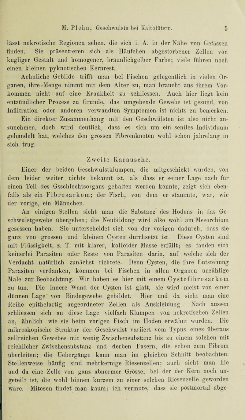 lässt nekrotische Regionen sehen, die sich i. A. in der Nähe von Gefässen finden. Sie präsentieren sich als Häufchen abgestorbener Zellen von hügliger Gestalt und homogener, bräunlichgelber Farbe; viele führen noch einen kleinen pyknotischen Kernrest. Aehnliche Gebilde trifft man bei Fischen gelegentlich in vielen Or¬ ganen, ihre'Menge nimmt mit dem Alter zu, man braucht aus ihrem Vor¬ kommen nicht auf eine Krankheit zu schliessen. Auch hier liegt kein entzündlicher Prozess zu Grunde, das umgebende Gewebe ist gesund, von Infiltration oder anderen verwandten Symptomen ist nichts zu bemerken. Ein direkter Zusammenhang mit den Geschwülsten ist also nicht an¬ zunehmen, doch wird deutlich, dass es sich um ein seniles Individuum gehandelt hat, welches den grossen Fibromknoten wohl schon jahrelang in sich trug. Zweite Karausche. Einer der beiden Geschwulstklumpen, die mitgeschickt wurden, von dem leider weiter nichts bekannt ist, als dass er seiner Lage nach für einen Teil des Gsschlechlsorgans gehalten werden konnte, zeigt sich eben¬ falls als ein Fibrosarkom; der Fisch, von dem er stammte, war, wie der vorige, ein Männchen. An einigen Stellen sieht man die Substanz des Hodens in das Ge¬ schwulstgewebe übergehen; die Neubildung wird also wohl am Mesorchium gesessen haben. Sie unterscheidet sich von der vorigen dadurch, dass sie ganz von grossen und kleinen Cysten durchsetzt ist. Diese Cysten sind mit Flüssigkeit, z. T. mit klarer, kolloider Masse erfüllt; es fanden sich keinerlei Parasiten oder Reste von Parasiten darin, auf welche sich der Verdacht natürlich zunächst richtete. Denn Cysten, die ihre Entstehung Parasiten verdanken, kommen bei Fischen in allen Organen unzählige Male zur Beobachtung. Wir haben es hier mit einem Cystofibrosarkom zu tun. Die innere Wand der Cysten ist glatt, sie wird meist von einer dünnen Lage von Bindegewebe gebildet. Hier und da sieht man eine Reihe epithelartig angeordneter Zellen als Auskleidung. Nach aussen schliessen sich an diese Lage vielfach Klumpen von nekrotischen Zellen an, ähnlich wie sie beim vorigen Fisch im Hoden erwähnt wurden. Die mikroskopische Struktur der Geschwulst variiert vom Typus eines überaus zellreichen Gewebes mit wenig Zwischensubstanz bis zu einem solchen mit reichlicher Zwischensubstanz und derben Fasern, die schon zum Fibrom überleiten; die Uebergänge kann man im gleichen Schnitt beobachten. Stellenweise häufig sind mehrkernige Riesenzellen; auch sieht man hie und da eine Zelle von ganz abnormer Grösse, bei der der Kern noch un¬ geteilt ist, die wohl binnen kurzem zu einer solchen Riesenzelle geworden wäre. Mitosen findet man kaum; ich vermute, dass sie postmortal abge-