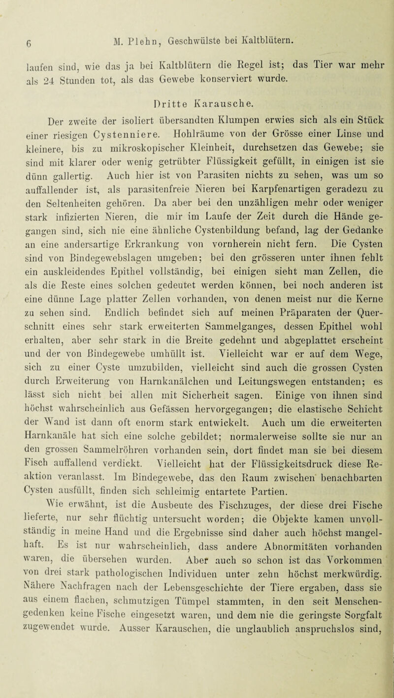 laufen sind, wie das ja bei Kaltblütern die Regel ist; das Tier war mehr als 24 Stunden tot, als das Gewebe konserviert wurde. Dritte Karausche. Der zweite der isoliert übersandten Klumpen erwies sich als ein Stück einer riesigen Cystenniere. Hohlräume von der Grösse einer Linse und kleinere, bis zu mikroskopischer Kleinheit, durchsetzen das Gewebe; sie sind mit klarer oder wenig getrübter Flüssigkeit gefüllt, in einigen ist sie dünn gallertig. Auch hier ist von Parasiten nichts zu sehen, was um so auffallender ist, als parasitenfreie Nieren bei Karpfen artigen geradezu zu den Seltenheiten gehören. Da aber bei den unzähligen mehr oder weniger stark infizierten Nieren, die mir im Laufe der Zeit durch die Hände ge¬ gangen sind, sich nie eine ähnliche Cystenbildung befand, lag der Gedanke an eine andersartige Erkrankung von vornherein nicht fern. Die Cysten sind von Bindegewebslagen umgeben; bei den grösseren unter ihnen fehlt ein auskleidendes Epithel vollständig, bei einigen sieht man Zellen, die als die Reste eines solchen gedeutet werden können, bei noch anderen ist eine dünne Lage platter Zellen vorhanden, von denen meist nur die Kerne zu sehen sind. Endlich befindet sich auf meinen Präparaten der Quer¬ schnitt eines sehr stark erweiterten Sammelganges, dessen Epithel wohl erhalten, aber sehr stark in die Breite gedehnt und abgeplattet erscheint und der von Bindegewebe umhüllt ist. Vielleicht war er auf dem Wege, sich zu einer Cyste umzubilden, vielleicht sind auch die grossen Cysten durch Erweiterung von Harnkanälchen und Leitungswegen entstanden; es lässt sich nicht bei allen mit Sicherheit sagen. Einige von ihnen sind höchst wahrscheinlich aus Gefässen hervorgegangen; die elastische Schicht der Wand ist dann oft enorm stark entwickelt. Auch um die erweiterten Harnkanäle hat sich eine solche gebildet; normalerweise sollte sie nur an den grossen Sammelröhren vorhanden sein, dort findet man sie bei diesem Fisch auffallend verdickt. Vielleicht hat der Flüssigkeitsdruck diese Re¬ aktion veranlasst. Im Bindegewebe, das den Raum zwischen benachbarten Cysten ausfüllt, finden sich schleimig entartete Partien. Wie erwähnt, ist die Ausbeute des Fischzuges, der diese drei Fische lieferte, nur sehr flüchtig untersucht worden; die Objekte kamen unvoll¬ ständig in meine Hand und die Ergebnisse sind daher auch höchst mangel¬ haft. Es ist nur wahrscheinlich, dass andere Abnormitäten vorhanden waren, die übersehen wurden. Aber auch so schon ist das Vorkommen von drei stark pathologischen Individuen unter zehn höchst merkwürdig. Nähere Nachfragen nach der Lebensgeschichte der Tiere ergaben, dass sie aus einem flachen, schmutzigen Tümpel stammten, in den seit Menschen¬ gedenken keine Fische eingesetzt waren, und dem nie die geringste Sorgfalt zugewendet wurde. Ausser Karauschen, die unglaublich anspruchslos sind,