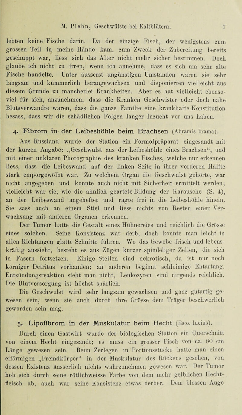 lebten keine Fische darin. Da der einzige Fisch, der wenigstens zum grossen Teil in meine Hände kam, zum Zweck der Zubereitung bereits geschuppt war, liess sich das Alter nicht mehr sicher bestimmen. Doch glaube ich nicht zu irren, wenn ich annehme, dass es sich um sehr alte Fische handelte. Unter äusserst ungünstigen Umständen waren sie sehr langsam und kümmerlich herangewachsen und disponierten vielleicht aus diesem Grunde zu mancherlei Krankheiten. Aber es hat vielleicht ebenso¬ viel für sich, anzunehmen, dass die Kranken Geschwister oder doch nahe Blutsverwandte waren, dass die ganze Familie eine krankhafte Konstitution besass, dass wir die schädlichen Folgen langer Inzucht vor uns haben. 4. Fibrom in der Leibeshöhle beim Brachsen (Abramis brama). Aus Russland wurde der Station ein Formolpräparat eingesandt mit der kurzen Angabe: „Geschwulst aus der Leibeshöhle eines Brachsen“, und mit einer unklaren Photographie des kranken Fisches, welche nur erkennen liess, dass die Leibeswand auf der linken Seite in ihrer vorderen Hälfte stark emporgewölbt war. Zu welchem Organ die Geschwulst gehörte, war nicht angegeben und konnte auch nicht mit Sicherheit ermittelt werden; vielleicht war sie, wie die ähnlich geartete Bildung der Karausche (S. 4), an der Leibeswand angeheftet und ragte frei in die Leibeshöhle hinein. Sie sass auch an einem Stiel und liess nichts von Resten einer Ver¬ wachsung mit anderen Organen erkennen. Der Tumor hatte die Gestalt eines Hühnereies und reichlich die Grösse eines solchen. Seine Konsistenz war derb, doch konnte man leicht in allen Richtungen glatte Schnitte führen. Wo das Gewebe frisch und lebens¬ kräftig aussieht, besteht es aus Zügen kurzer spindeliger Zellen, die sich in Fasern fortsetzen. Einige Stellen sind nekrotisch, da ist nur noch körniger Detritus vorhanden; an anderen beginnt schleimige Entartung. Entzündungsreaktion sieht man nicht, Leukozyten sind nirgends reichlich. Die Blutversorgung ist höchst spärlich. Die Geschwulst wird sehr langsam gewachsen und ganz gutartig ge¬ wesen sein, wenn sie auch durch ihre Grösse dem Träger beschwerlich geworden sein mag. 5. Lipofibrom in der Muskulatur beim Hecht (Esox lucius). Durch einen Gastwirt wurde der biologischen Station ein Querschnitt von einem Hecht eingesandt; es muss ein grosser Fisch von ca. 80 cm Länge gewesen sein. Beim Zerlegen in Portionsstücke hatte man einen eiförmigen „Fremdkörper“ in der Muskulatur des Rückens gesehen, von dessen Existenz äusserlich nichts wahrzunehmen gewesen war. Der Tumor hob sich durch seine rötlichweisse Farbe von dem mehr gelblichen Hecht¬ fleisch ab, auch war seine Konsistenz etwas derber. Dem blossen Auge