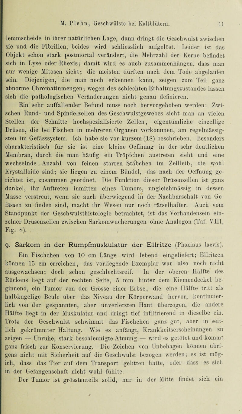 lemmsclieide in ihrer natürlichen Lage, dann dringt die Geschwulst zwischen sie und die Fibrillen, beides wird schliesslich aufgelöst. Leider ist das Objekt schon stark postmortal verändert, die Mehrzahl der Kerne befindet sich in Lyse oder Rhexis; damit wird es auch Zusammenhängen, dass man nur wenige Mitosen sieht; die meisten dürften nach dem Tode abgelaufen sein. Diejenigen, die man noch erkennen kann, zeigen zum Teil ganz abnorme Chromatinmengen; wegen des schlechten Erhaltungszustandes lassen sich die pathologischen Veränderungen nicht genau definieren. Ein sehr auffallender Befund muss noch hervorgehoben werden: Zwi¬ schen Rund- und Spindelzellen des Geschwulstgewebes sieht man an vielen Stellen der Schnitte hochspezialisierte Zellen, eigentümliche einzellige Drüsen, die bei Fischen in mehreren Organen Vorkommen, am regelmässig- sten im Gefässsystem. Ich habe sie vor kurzem (18) beschrieben. Besonders charakteristisch für sie ist eine kleine Oeffnung in der sehr deutlichen Membran, durch die man häufig ein Tröpfchen austreten sieht und eine wechselnde Anzahl von feinen starren Stäbchen im Zellleib, die wohl Iirystalloide sind; sie liegen zu einem Bündel, das nach der Oeffnung ge¬ richtet ist, zusammen geordnet. Die Funktion dieser Drüsenzellen ist ganz dunkel, ihr Auftreten inmitten eines Tumors, ungleickmässig in dessen Masse verstreut, wenn sie auch überwiegend in der Nachbarschaft von Ge- fässen zu finden sind, macht ihr Wesen nur noch rätselhafter. Auch vom Standpunkt der Geschwulsthistologie betrachtet, ist das Vorhandensein ein¬ zelner Drüsenzellen zwischen Sarkomwucherungen ohne Analogon (Taf. VIII, Fig. 8). 9. Sarkom in der Rumpfmuskulatur der Ellritze (Phoxinus laevis). Ein Fischchen von 10 cm Länge wird lebend eingeliefert; Ellritzen können 15 cm erreichen, das vorliegende Exemplar war also noch nicht ausgewachsen; doch schon geschlechtsreif. In der oberen Hälfte des Rückens liegt auf der rechten Seite, 5 mm hinter dem Kiemendeckel be¬ ginnend, ein Tumor von der Grösse einer Erbse, die eine Hälfte tritt als halbkugelige Beule über das Niveau der Körperwand hervor, kontinuier¬ lich von der gespannten, aber unverletzten Haut überzogen, die andere Hälfte liegt in der Muskulatur und dringt tief infiltrierend in dieselbe ein. Trotz der Geschwulst schwimmt das Fischchen ganz gut, aber in seit¬ lich gekrümmter Haltung. Wie es anfängt, Krankkeitserscheinungen zu zeigen — Unruhe, stark beschleunigte Atmung — wird es getötet und kommt ganz frisch zur Konservierung. Die Zeichen von Unbehagen können übri¬ gens nicht mit Sicherheit auf die Geschwulst bezogen werden; es ist mög- ich, dass das Tier auf dem Transport gelitten hatte, oder dass es sich in der Gefangenschaft nicht wohl fühlte. Der Tumor ist grösstenteils solid, nur in der Mitte findet sich ein