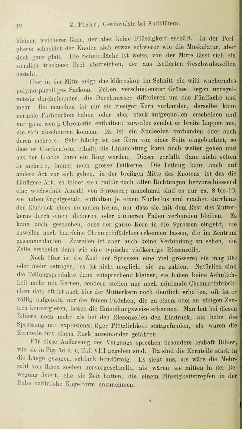 kleiner, weicherer Kern, der aber keine Flüssigkeit enthält. In der Peri¬ pherie schneidet der Knoten sich etwas schwerer wie die Muskulatur, aber doch ganz glatt. Die Schnittfläche ist weiss, von der Mitte lässt sich ein ziemlich trockener Brei abstreichen, der aus isolierten Geschwulstzellen besteht. Hier in der Mitte zeigt das Mikroskop im Schnitt ein wild wucherndes polymorphzelliges Sarkom. Zellen verschiedenster Grösse liegen unregel¬ mässig durcheinander, die Durchmesser differieren um das Fünffache und mehr. Bei manchen ist nur ein riesiger Kern vorhanden, derselbe kann normale Färbbarkeit haben oder aber stark aufgequollen erscheinen und nur ganz wenig Chromatin enthalten; zuweilen sendet er breite Lappen aus, die sich abschnüren können. Es ist ein Nucleolus vorhanden oder auch deren mehrere. Sehr häufig ist der Kern von einer Seite eingebuchtet, so dass er Glockenform erhält; die Einbuchtung kann noch weiter gehen und aus der Glocke kann ein King werden. Dieser zerfällt dann nicht selten in mehrere, immer noch grosse Teilkerne. Die Teilung kann auch auf andere Art vor sich gehen, in der breiigen Mitte des Knotens ist das die häufigere Art: es bildet sich radiär nach allen Richtungen hervorschiessend eine wechselnde Anzahl von Sprossen; manchmal sind es nur ca. 8 bis 10, sie haben Kugelgestalt, enthalten je einen Nucleolus und machen durchaus den Eindruck eines normalen Kerns, nur dass sie mit dem Rest des Mutter¬ kerns durch einen dickeren oder dünneren Faden verbunden bleiben. Es kann auch geschehen, dass der ganze Kern in die Sprossen eingeht, die zuweilen noch haarfeine Chromatinfädchen erkennen lassen, die im Zentrum zusammenlaufen. Zuweilen ist aber auch keine Verbindung zu sehen, die Zelle erscheint dann wie eine typische vielkernige Riesenzelle. Noch öfter ist die Zahl der Sprossen eine viel grössere; sie mag 100 oder mehr betragen, es ist nicht möglich, sie zu zählen. Natürlich sind die Teilungsprodukte dann entsprechend kleiner, sie haben keine Aehnlich- keit mehr mit Kernen, sondern stellen nur noch minimale Chromatinbröck- chen dar; oft ist auch hier der Mutterkern noch deutlich erhalten, oft ist er völlig aufgeteilt, nur die feinen Fädchen, die zu einem oder zu einigen Zen¬ tren konvergieren, lassen die Entstehungsweise erkennen. Man hat bei diesen Bildern noch mehr als bei den Riesenzellen den Eindruck, als habe die Sprossung mit explosionsartiger Plötzlichkeit stattgefunden, als wären die Kernteile mit einem Ruck auseinander gefahren. I iir diese Auffassung des Vorgangs sprechen besonders lebhaft Bilder, wie sie in Fig. 7d u. e, Taf. VIII gegeben sind. Da sind die Kernteile stark in die Länge gezogen, schlank bimförmig. Es sieht aus, als wäre die Mehr¬ zahl von ihnen soeben hervorgeschnellt, als wären sie mitten in der Be¬ wegung fixiert, ehe sie Zeit hatten, die einem Flüssigkeitstropfen in der Ruhe natürliche Kugelform anzunehmen.