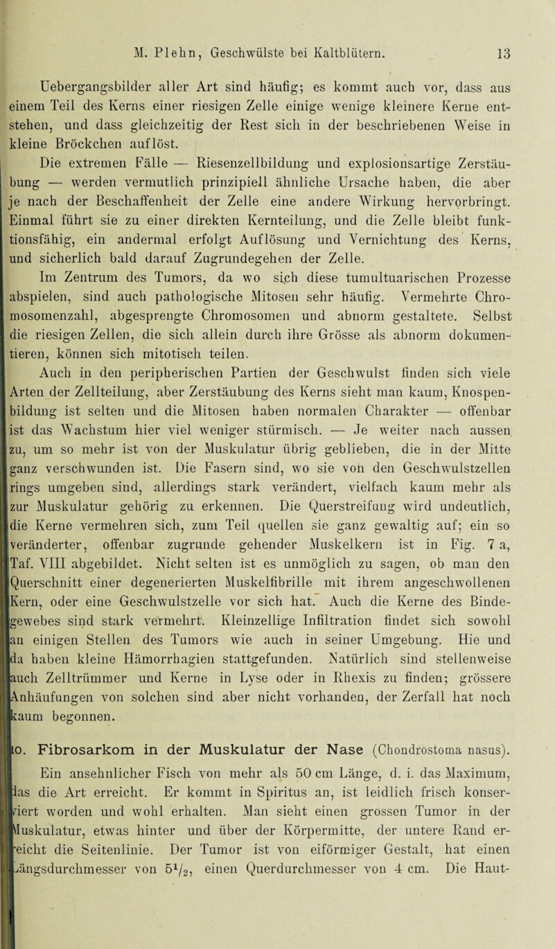 Uebergangsbilder aller Art sind häufig; es kommt auch vor, dass aus einem Teil des Kerns einer riesigen Zelle einige wenige kleinere Kerne ent¬ stehen, und dass gleichzeitig der Rest sich in der beschriebenen Weise in kleine Bröckchen auf löst. Die extremen Fälle — Riesenzellbildung und explosionsartige Zerstäu¬ bung — werden vermutlich prinzipiell ähnliche Ursache haben, die aber je nach der Beschaffenheit der Zelle eine andere Wirkung hervorbringt. Einmal führt sie zu einer direkten Kernteilung, und die Zelle bleibt funk¬ tionsfähig, ein andermal erfolgt Auflösung und Vernichtung des Kerns, und sicherlich bald darauf Zugrundegehen der Zelle. Im Zentrum des Tumors, da wo sich diese tumultuarischen Prozesse abspielen, sind auch pathologische Mitosen sehr häufig. Vermehrte Chro- I mosomenzahl, abgesprengte Chromosomen und abnorm gestaltete. Selbst I die riesigen Zellen, die sich allein durch ihre Grösse als abnorm dokumen- I tieren, können sich mitotisch teilen. Auch in den peripherischen Partien der Geschwulst finden sich viele ■ Arten der Zellteilung, aber Zerstäubung des Kerns sieht man kaum, Knospen- I bildung ist selten und die Mitosen haben normalen Charakter — offenbar 1 ist das Wachstum hier viel weniger stürmisch. — Je weiter nach aussen ■ zu, um so mehr ist von der Muskulatur übrig geblieben, die in der Mitte ■ ganz verschwunden ist. Die Fasern sind, wo sie von den Geschwulstzellen Irings umgeben sind, allerdings stark verändert, vielfach kaum mehr als ■ zur Muskulatur gehörig zu erkennen. Die Querstreifung wird undeutlich, ■ die Kerne vermehren sich, zum Teil quellen sie ganz gewaltig auf; ein so ■veränderter, offenbar zugrunde gehender Muskelkern ist in Fig. 7 a, iTaf. VIII abgebildet. Nicht selten ist es unmöglich zu sagen, ob man den ■Querschnitt einer degenerierten Muskelfibrille mit ihrem angeschwollenen IlKern, oder eine Geschwulstzelle vor sich hat. Auch die Kerne des Binde- ||gewebes sind stark vermehrt. Kleinzellige Infiltration findet sich sowohl llan einigen Stellen des Tumors wie auch in seiner Umgebung. Hie und llda haben kleine Hämorrhagien stattgefunden. Natürlich sind stellenweise Jauch Zelltrümmer und Kerne in Lyse oder in Rhexis zu finden; grössere IjAnhäufungen von solchen sind aber nicht vorhanden, der Zerfall hat noch Bjkaum begonnen. jio. Fibrosarkom in der Muskulatur der Nase (Chondrostoma nasus). | Ein ansehnlicher Fisch von mehr als 50 cm Länge, d. i. das Maximum, «las die Art erreicht. Er kommt in Spiritus an, ist leidlich frisch konser¬ viert worden und wohl erhalten. Man sieht einen grossen Tumor in der ■Muskulatur, etwas hinter und über der Körpermitte, der untere Rand er- jleicht die Seitenlinie. Der Tumor ist von eiförmiger Gestalt, hat einen ILängsdurchmesser von öQg, einen Querdurchmesser von 4 cm. Die Haut- i
