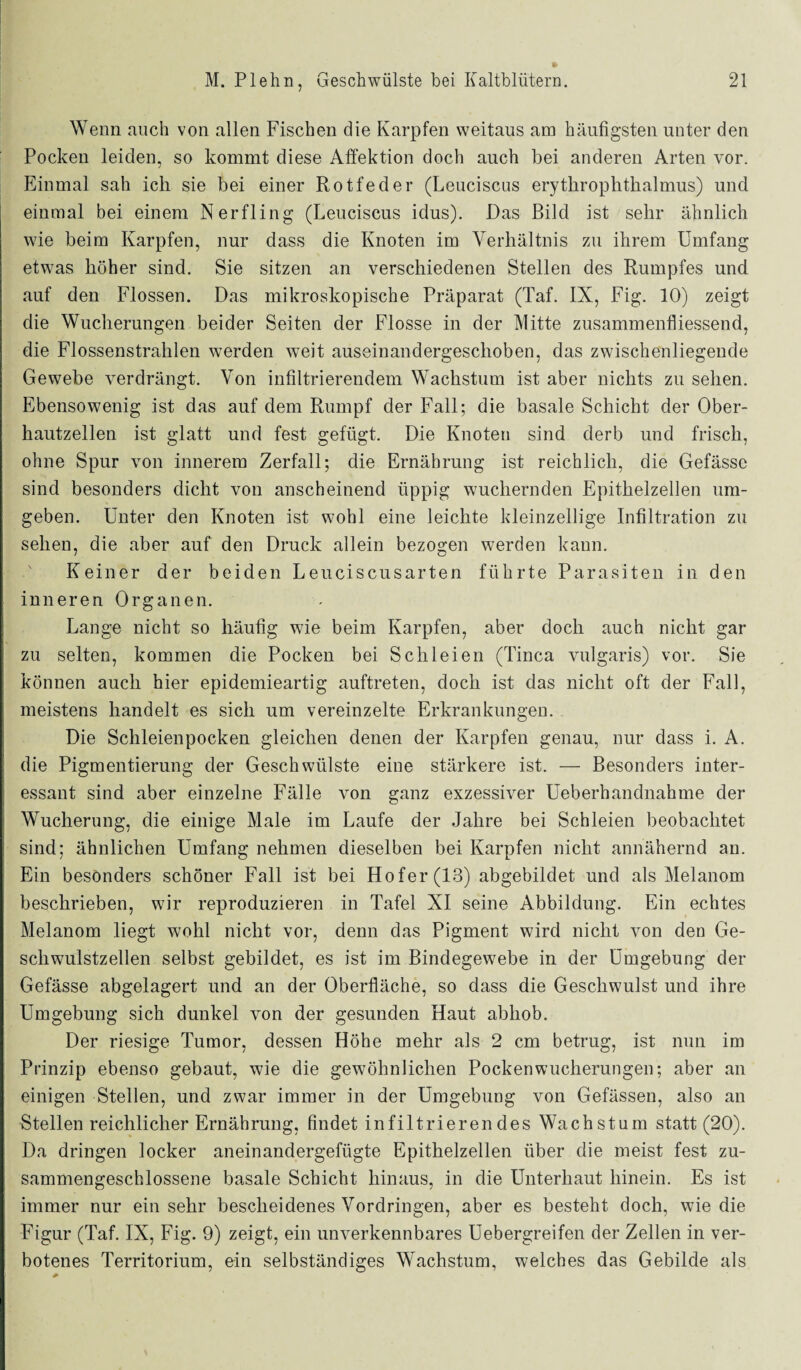 Wenn auch von allen Fischen die Karpfen weitaus am häufigsten unter den Pocken leiden, so kommt diese Affektion doch auch bei anderen Arten vor. Einmal sah ich sie bei einer Rotfeder (Leuciscus erytkrophtkalmus) und einmal bei einem Nerfling (Leuciscus idus). Das Bild ist sehr ähnlich wie beim Karpfen, nur dass die Knoten im Verhältnis zu ihrem Umfang etwas höher sind. Sie sitzen an verschiedenen Stellen des Rumpfes und auf den Flossen. Das mikroskopische Präparat (Taf. IX, Fig. 10) zeigt die Wucherungen beider Seiten der Flosse in der Mitte zusammenfliessend, die Flossenstrahlen werden weit auseinandergeschoben, das zwischenliegende Gewebe verdrängt. Von infiltrierendem Wachstum ist aber nichts zu sehen. Ebensowenig ist das auf dem Rumpf der Fall; die basale Schicht der Ober¬ hautzellen ist glatt und fest gefügt. Die Knoten sind derb und frisch, ohne Spur von innerem Zerfall; die Ernährung ist reichlich, die Gefässc sind besonders dicht von anscheinend üppig wuchernden Epithelzellen um¬ geben. Unter den Knoten ist wohl eine leichte kleinzellige Infiltration zu sehen, die aber auf den Druck allein bezogen werden kann. Keiner der beiden Leuciscusarten führte Parasiten in den inneren Organen. Lange nicht so häufig wie beim Karpfen, aber doch auch nicht gar zu selten, kommen die Pocken bei Schleien (Tinea vulgaris) vor. Sie können auch hier epidemieartig auftreten, doch ist das nicht oft der Fall, meistens handelt es sich um vereinzelte Erkrankungen. Die Schleienpocken gleichen denen der Karpfen genau, nur dass i. A. die Pigmentierung der Geschwülste eine stärkere ist. — Besonders inter¬ essant sind aber einzelne Fälle von ganz exzessiver Ueberhandnahme der Wucherung, die einige Male im Laufe der Jahre bei Schleien beobachtet sind; ähnlichen Umfang nehmen dieselben bei Karpfen nicht annähernd an. Ein besonders schöner Fall ist bei Hofer (13) abgebildet und als Melanom beschrieben, wir reproduzieren in Tafel XI seine Abbildung. Ein echtes Melanom liegt wohl nicht vor, denn das Pigment wird nicht von den Ge¬ schwulstzellen selbst gebildet, es ist im Bindegewebe in der Umgebung der Gefässe abgelagert und an der Oberfläche, so dass die Geschwulst und ihre Umgebung sich dunkel von der gesunden Haut abhob. Der riesige Tumor, dessen Höhe mehr als 2 cm betrug, ist nun im Prinzip ebenso gebaut, wie die gewöhnlichen Pocken Wucherungen; aber an einigen Stellen, und zwar immer in der Umgebung von Gefässen, also an Stellen reichlicher Ernährung, findet infiltrierendes Wachstum statt (20). Da dringen locker aneinandergefügte Epithelzellen über die meist fest zu¬ sammengeschlossene basale Schicht hinaus, in die Unterhaut hinein. Es ist immer nur ein sehr bescheidenes Vordringen, aber es besteht doch, wie die Figur (Taf. IX, Fig. 9) zeigt, ein unverkennbares Uebergreifen der Zellen in ver¬ botenes Territorium, ein selbständiges Wachstum, welches das Gebilde als