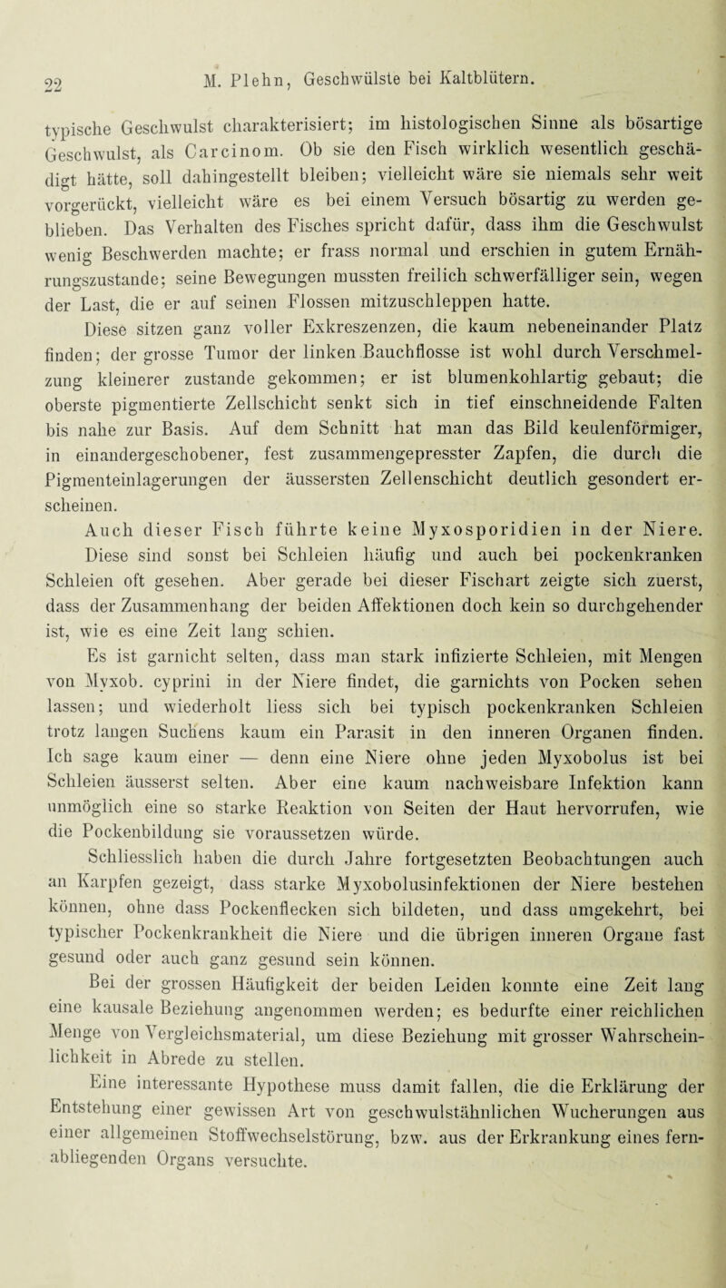 typische Geschwulst charakterisiert; im histologischen Sinne als bösartige Geschwulst, als Carcinom. Ob sie den Fisch wirklich wesentlich geschä¬ digt hätte, soll dahingestellt bleiben; vielleicht wäre sie niemals sehr weit vorgerückt, vielleicht wäre es bei einem Versuch bösartig zu werden ge¬ blieben. Das Verhalten des Fisches spricht dafür, dass ihm die Geschwulst wenig Beschwerden machte; er frass normal und erschien in gutem Ernäh¬ rungszustände; seine Bewegungen mussten freilich schwerfälliger sein, wegen der Last, die er auf seinen Flossen mitzuschleppen hatte. Diese sitzen ganz voller Exkreszenzen, die kaum nebeneinander Platz finden; der grosse Tumor der linken Bauchflosse ist wohl durch Verschmel¬ zung kleinerer zustande gekommen; er ist blumenkohlartig gebaut; die oberste pigmentierte Zellschicht senkt sich in tief einschneidende Falten bis nahe zur Basis. Auf dem Schnitt hat man das Bild keulenförmiger, in einandergeschobener, fest zusammengepresster Zapfen, die durch die Pigmenteinlagerungen der äussersten Zellenschicht deutlich gesondert er¬ scheinen. Auch dieser Fisch führte keine Myxosporidien in der Niere. Diese sind sonst bei Schleien häufig und auch bei pockenkranken Schleien oft gesehen. Aber gerade bei dieser Fischart zeigte sich zuerst, dass der Zusammenhang der beiden Affektionen doch kein so durchgehender ist, wie es eine Zeit lang schien. Es ist garnicht selten, dass man stark infizierte Schleien, mit Mengen von Mvxob. cyprini in der Niere findet, die garniclits von Pocken sehen lassen; und wiederholt liess sich bei typisch pockenkranken Schleien trotz langen Suchens kaum ein Parasit in den inneren Organen finden. Ich sage kaum einer — denn eine Niere ohne jeden Myxobolus ist bei Schleien äusserst selten. Aber eine kaum nachweisbare Infektion kann unmöglich eine so starke Reaktion von Seiten der Haut liervorrufen, wie die Pockenbildung sie voraussetzen würde. Schliesslich haben die durch Jahre fortgesetzten Beobachtungen auch an Karpfen gezeigt, dass starke Myxobolusinfektionen der Niere bestehen können, ohne dass Pockenflecken sich bildeten, und dass umgekehrt, bei typischer Pockenkrankheit die Niere und die übrigen inneren Organe fast gesund oder auch ganz gesund sein können. Bei der grossen Häufigkeit der beiden Leiden konnte eine Zeit lang eine kausale Beziehung angenommen werden; es bedurfte einer reichlichen Menge von Vergleichsmaterial, um diese Beziehung mit grosser Wahrschein¬ lichkeit in Abrede zu stellen. Eine interessante Hypothese muss damit fallen, die die Erklärung der Entstehung einer gewissen Art von geschwulstähnlichen Wucherungen aus einer allgemeinen Stoffwechselstörung, bzw. aus der Erkrankung eines fern¬ abliegenden Organs versuchte.