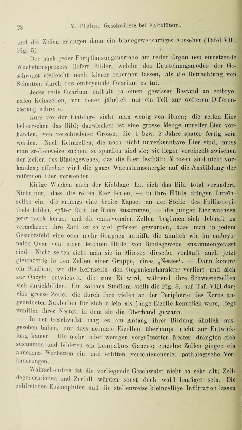 und die Zellen erlangen dann ein bindegewebsartiges Aussehen (Tafel VIII, Fig. 5). ‘ ■ Der nach jeder Fortpflanzungsperiode am reifen Organ neu einsetzende Wachstumsprozess liefert Bilder, welche den Entstehungsmodus der Ge¬ schwulst vielleicht noch klarer erkennen lassen, als die Betrachtung von Schnitten durch das embryonale Ovarium es tut. Jedes reife Ovarium enthält ja einen gewissen Bestand an embryo¬ nalen Keimzellen, von denen jährlich nur ein Teil zur weiteren Differen¬ zierung schreitet. Kurz vor der Eiablage sieht man wenig von ihnen; die reifen Eier beherrschen das Bild; dazwischen ist eine grosse Menge unreifer Eier vor¬ handen, von verschiedener Grösse, die 1 bzw. 2 Jahre später fertig sein werden. Nach Keimzellen, die noch nicht unverkennbare Eier sind, muss man stellenweise suchen, so spärlich sind sie; sie liegen vereinzelt zwischen den Zellen des Bindegewebes, das die Eier festhält; Mitosen sind nicht vor¬ handen; offenbar wird die ganze Wachstumsenergie auf die Ausbildung der reifenden Eier verwendet. Einige Wochen nach der Eiablage hat sich das Bild total verändert. Nicht nur, dass die reifen Eier fehlen, — in ihre Höhle dringen Lutein¬ zellen ein, die anfangs eine breite Kapsel an der Stelle des Follikelepi¬ thels bilden, später fällt der Raum zusammen, — die jungen Eier wachsen jetzt rasch heran, und die embryonalen Zellen beginnen sich lebhaft zu vermehren; ihre Zahl ist so viel grösser geworden, dass man in jedem Gesichtsfeld eine oder mehr Gruppen antrifft, die ähnlich wie im embryo¬ nalen Ovar von einer leichten Hülle von Bindegewebe zusammengefasst sind. Nicht selten sieht man sie in Mitose; dieselbe verläuft auch jetzt gleichzeitig in den Zellen einer Gruppe, eines „Nestes“. — Dann kommt ein Stadium, wo die Keimzelle den Oogoniencharakter verliert und sich zur Oozyte entwickelt, die zum Ei wird, während ihre Schwesterzellen sich zurückbilden. Ein solches Stadium stellt die Fig. 3, auf Taf. VIII dar; eine grosse Zelle, die durch ihre vielen an der Peripherie des Kerns an¬ geordneten Nukleolen für sich allein als junge Eizelle kenntlich wäre, liegt inmitten ihres Nestes, in dem sie die Oberhand gewann. In der Geschwulst mag es am Anfang ihrer Bildung ähnlich aus- gesehen haben, nur dass normale Eizellen überhaupt nicht zur Entwick¬ lung kamen. Die mehr oder weniger vergrösserten Nester drängten sich zusammen und bildeten ein kompaktes Ganzes; einzelne Zellen gingen ein abnormes Wachstum ein und erlitten verschiedenerlei pathologische Ver¬ änderungen. Wahrscheinlich ist die vorliegende Geschwulst nicht so sehr alt; Zell¬ degenerationen und Zerfall würden sonst doch wohl häufiger sein. Die zahlreichen Eosinophilen und die stellenweise kleinzellige Infiltration lassen