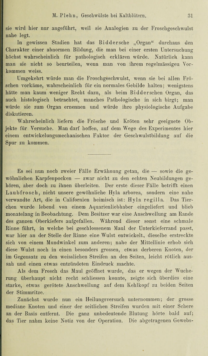 sie wird hier nur angeführt, weil sie Analogien zu der Froschgeschwulst nahe legt. In gewissen Stadien hat das Biddersehe „Organ“ durchaus den Charakter einer abnormen Bildung, die man bei einer ersten Untersuchung höchst wahrscheinlich für pathologisch erklären würde. Natürlich kann man sie nicht so beurteilen, wenn man von ihrem regelmässigeu Vor¬ kommen weiss. Umgekehrt würde man die Froschgeschwmlst, wenn sie bei allen Frö¬ schen vorkäme, wahrscheinlich für ein normales Gebilde halten; wenigstens hätte man kaum weniger Recht dazu, als beim Bidderschen Organ, das auch histologisch betrachtet, manches Pathologische in sich birgt; man würde sie zum Organ ernennen und würde ihre physiologische Aufgabe diskutieren. Wahrscheinlich liefern die Frösche und Kröten sehr geeignete Ob¬ jekte für Versuche. Man darf hoffen, auf dem Wege des Experimentes hier einem entwickelungsmechanischen Faktor der Geschwulstbildung auf die Spur zu kommen. Es sei nun noch zweier Fälle Erwähnung getan, die — sowie die ge¬ wöhnlichen Karpfenpocken — zwar nicht zu den echten Neubildungen ge¬ hören, aber doch zu ihnen überleiten. Der erste dieser Fälle betrifft einen Laubfrosch, nicht unsere gewöhnliche Hyla arborea, sondern eine nahe verwandte Art, die in Californien heimisch ist: Hyla regilla. Das Tier¬ chen wurde lebend von einem Aquarienliebhaber eingeliefert und blieb monatelang in Beobachtung. Dem Besitzer war eine Anschwellung am Rande des ganzen Oberkiefers aufgefallen. Während dieser sonst eine schmale Rinne führt, in welche bei geschlossenem Maul der Unterkieferrand passt, war hier an der Stelle der Rinne eine Wulst entwickelt, dieselbe erstreckte sich von einem Mundwinkel zum anderen; nahe der Mittellinie erhob sich diese Wulst noch in einen besonders grossen, etwas derberen Knoten, der im Gegensatz zu den weisslichen Streifen an den Seiten, leicht rötlich aus¬ sah und einen etwas entzündeten Eindruck machte. Als dem Frosch das Maul geöffnet wurde, das er wegen der Wuche¬ rung überhaupt nicht recht scliliessen konnte, zeigte sich überdies eine starke, etwas gerötete Anschwellung auf dem Kehlkopf zu beiden Seiten der Stimmritze. Zunächst wurde nun ein Heilungsversuch unternommen; der grosse mediane Knoten und einer der seitlichen Streifen wurden mit einer Schere an der Basis entfernt. Die ganz unbedeutende Blutung hörte bald auf; das Tier nahm keine Notiz von der Operation. Die abgetragenen Gewebs-