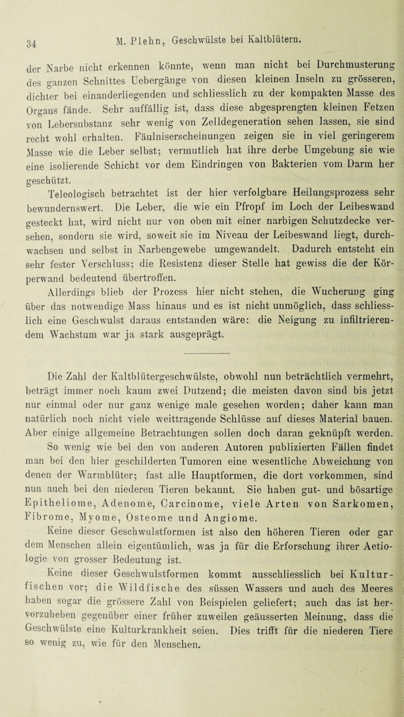 der Narbe nicht erkennen könnte, wenn man nicht bei Durchmusterung des ganzen Schnittes Uebergänge von diesen kleinen Inseln zu grösseren, dichter bei einanderliegenden und schliesslich zu der kompakten Masse des Organs fände. Sehr auffällig ist, dass diese abgesprengten kleinen Fetzen von Lebersubstanz sehr wenig von Zelldegeneration sehen lassen, sie sind recht wohl erhalten. Fäulniserscheinungen zeigen sie in viel geringerem Masse wie die Leber selbst; vermutlich hat ihre derbe Umgebung sie wie eine isolierende Schicht vor dem Eindringen von Bakterien vom Darm her geschützt. Teleologisch betrachtet ist der hier verfolgbare Heilungsprozess sehr bewundernswert. Die Leber, die wie ein Pfropf im Loch der Leibeswand gesteckt hat, wird nicht nur von oben mit einer narbigen Schutzdecke ver¬ sehen, sondern sie wird, soweit sie im Niveau der Leibeswand liegt, durch¬ wachsen und selbst in Narbengewebe umgewandelt. Dadurch entsteht ein sehr fester Verschluss; die Resistenz dieser Stelle hat gewiss die der Kör¬ perwand bedeutend übertroffen. Allerdings blieb der Prozess hier nicht stehen, die Wucherung ging über das notwendige Mass hinaus und es ist nicht unmöglich, dass schliess¬ lich eine Geschwulst daraus entstanden wäre: die Neigung zu infiltrieren¬ dem Wachstum war ja stark ausgeprägt. Die Zahl der Kaltblütergeschwülste, obwohl nun beträchtlich vermehrt, beträgt immer noch kaum zwei Dutzend; die meisten davon sind bis jetzt nur einmal oder nur ganz wenige male gesehen worden; daher kann man natürlich noch nicht viele weittragende Schlüsse auf dieses Material bauen. Aber einige allgemeine Betrachtungen sollen doch daran geknüpft werden. So wenig wie bei den von anderen Autoren publizierten Fällen findet man bei den hier geschilderten Tumoren eine wesentliche Abweichung von denen der Warmblüter; fast alle Hauptformen, die dort Vorkommen, sind nun auch bei den niederen Tieren bekannt. Sie haben gut- und bösartige Epitheliome, Adenome, Carcinome, viele Arten von Sarkomen, Fibrome, Myome, Osteome und Angiome. Keine dieser Geschwulstformen ist also den höheren Tieren oder gar dem Menschen allein eigentümlich, was ja für die Erforschung ihrer Aetio- logie von grosser Bedeutung ist. Keine dieser Geschwulstformen kommt ausschliesslich bei Kultur- fischen vor; die Wildfische des süssen Wassers und auch des Meeres haben sogar die grössere Zahl von Beispielen geliefert; auch das ist her¬ vorzuheben gegenüber einer früher zuweilen geäusserten Meinung, dass die Geschwülste eine Kulturkrankheit seien. Dies trifft fiir die niederen Tiere so wenig zu, wie für den Menschen.