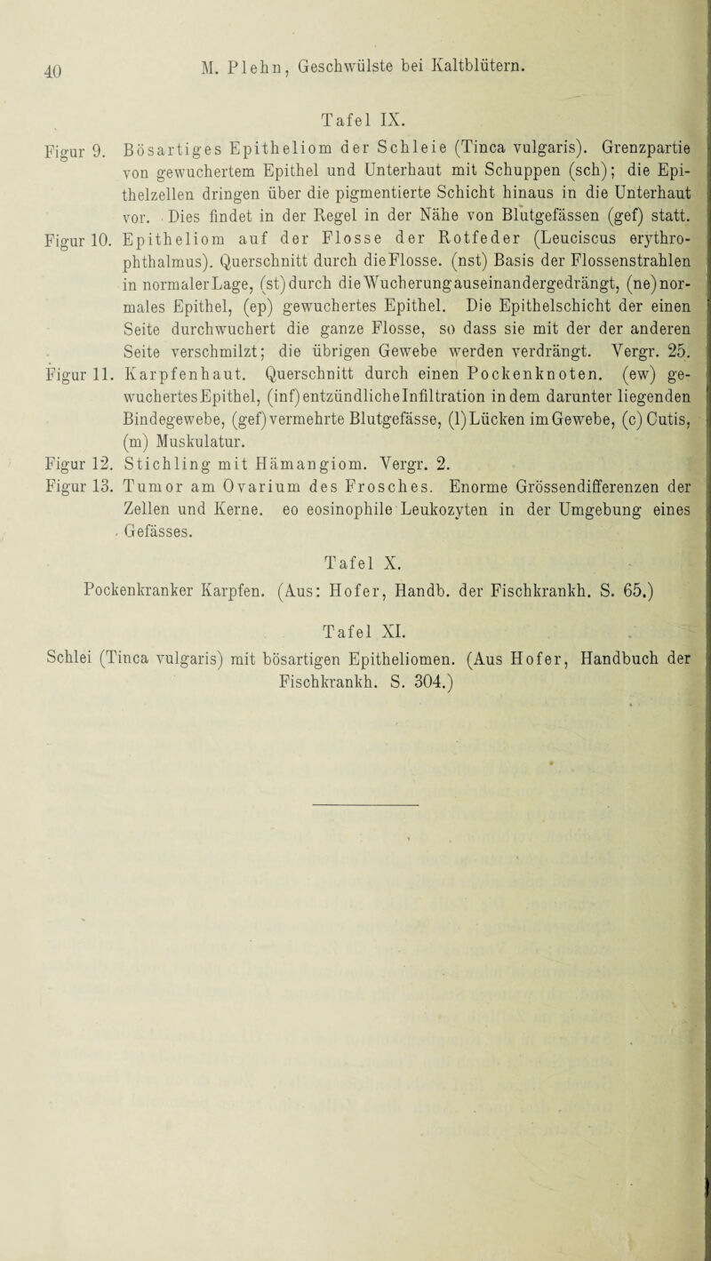 Tafel IX. Figur 9. Bösartiges Epitheliom der Schleie (Tinea vulgaris). Grenzpartie von gewuchertem Epithel und Unterhaut mit Schuppen (sch); die Epi¬ thelzellen dringen über die pigmentierte Schicht hinaus in die Unterhaut vor. Dies findet in der Regel in der Nähe von Blutgefässen (gef) statt. Figur 10. Epitheliom auf der Flosse der Rotfeder (Leuciscus erythro- phthalmus). Querschnitt durch die Flosse, (nst) Basis der Flossenstrahlen in normaler Lage, (st) durch die Wucherungauseinandergedrängt, (ne) nor¬ males Epithel, (ep) gewuchertes Epithel. Die Epithelschicht der einen Seite durchwuchert die ganze Flosse, so dass sie mit der der anderen Seite verschmilzt; die übrigen Gewebe werden verdrängt. Yergr. 25. Figur 11. Karpfenhaut. Querschnitt durch einen Pockenknoten. (ew) ge- wuchertesEpithel, (inf) entzündliche Infiltration indem darunter liegenden Bindegewebe, (gef) vermehrte Blutgefässe, (1) Lüchen im Gewebe, (c) Cutis, (m) Muskulatur. Figur 12. Stichling mit Hämangiom. Yergr. 2. Figur 13. Tumor am Ovarium des Frosches. Enorme Grössendifferenzen der Zellen und Kerne, eo eosinophile Leukozyten in der Umgebung eines . Gefässes. Tafel X. Pockenkranker Karpfen. (Aus: Hofer, Handb. der Fischkrankh. S. 65.) Tafel XI. Schlei (Tinea vulgaris) mit bösartigen Epitheliomen. (Aus Hofer, Handbuch der Fischkrankh. S. 304.)