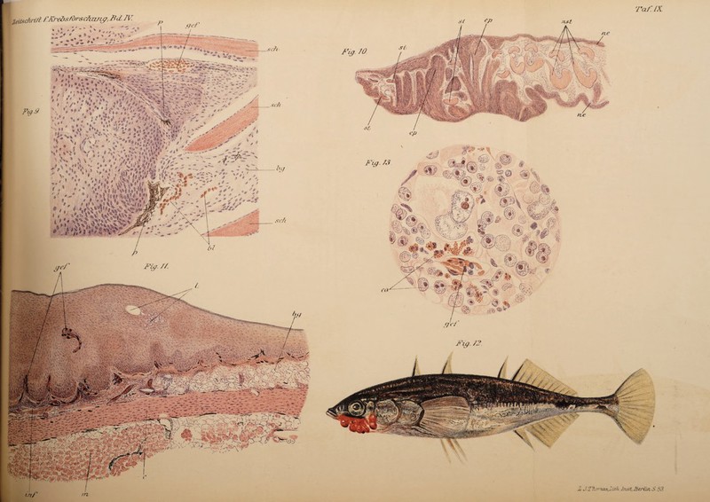 ne Fig. /3 Frg ZO nst v.»v,4\ :^Z # % ''V - F-ug. Z2 % % L J. Thrnas.Lvtf' Inst, .Berlin 6.53