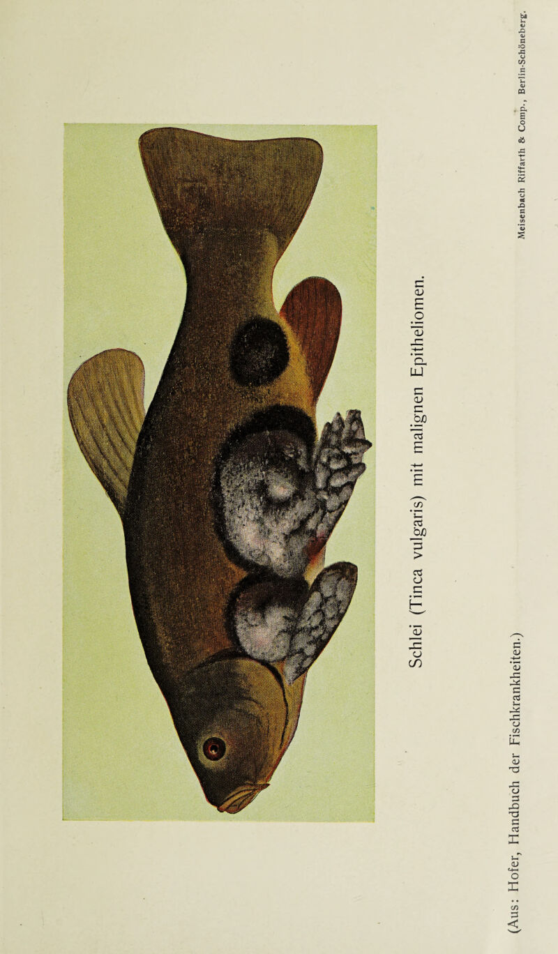 us: Hofer, Handbuch der Fischkrankheiten.)