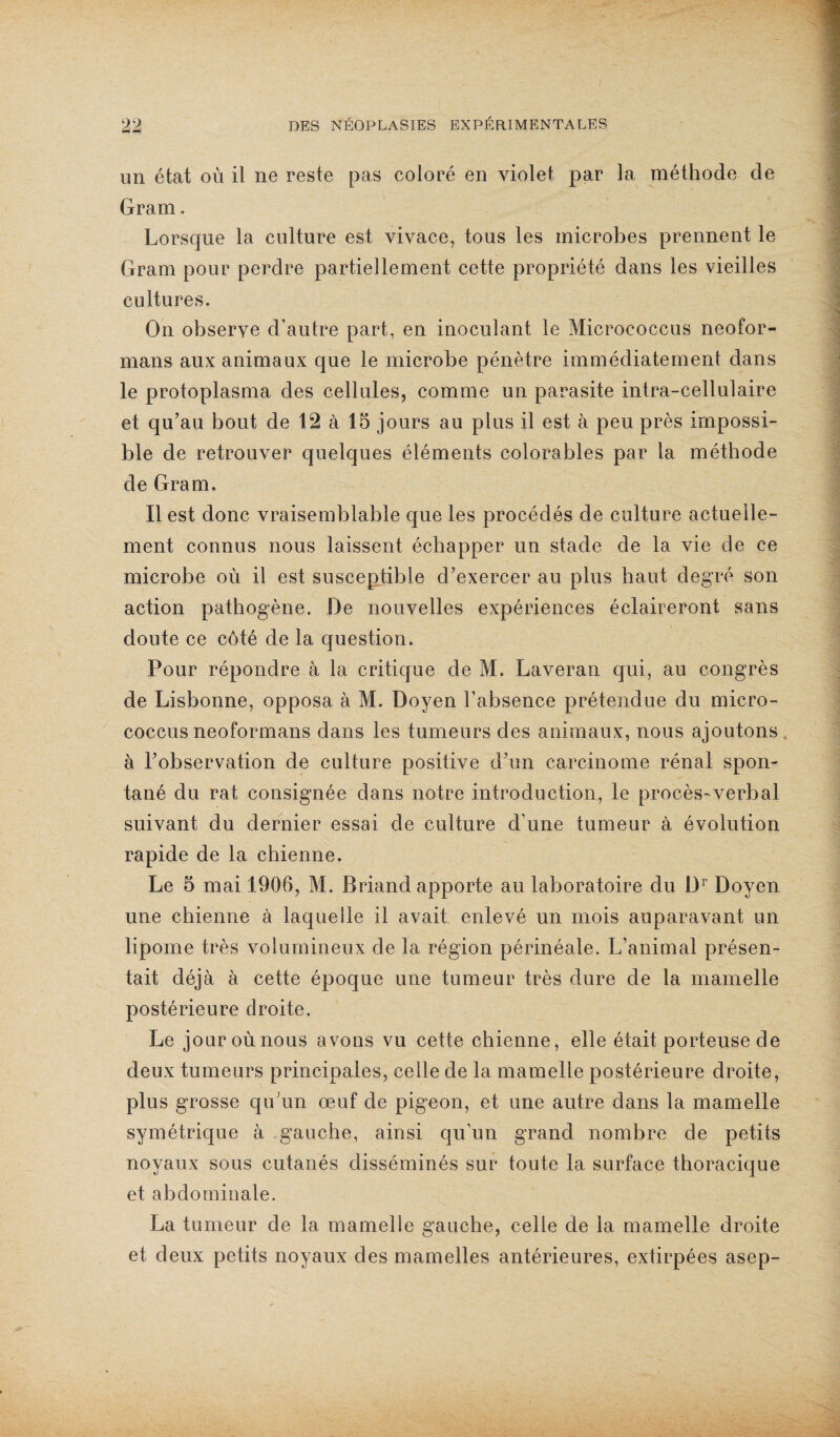 «J un état où il ne reste pas coloré en violet par la méthode de Gram. Lorsque la culture est vivace, tous les microbes prennent le Gram pour perdre partiellement cette propriété dans les vieilles cultures. On observe d’autre part, en inoculant le Micrococcus neofor- mans aux animaux que le microbe pénètre immédiatement dans le protoplasma des cellules, comme un parasite intra-cellulaire et qu’au bout de 12 à 15 jours au plus il est à peu près impossi¬ ble de retrouver quelques éléments colorables par la méthode de Gram. Il est donc vraisemblable que les procédés de culture actuelle¬ ment connus nous laissent échapper un stade de la vie de ce microbe où il est susceptible d’exercer au plus haut degré son action pathogène. De nouvelles expériences éclaireront sans doute ce côté de la question. Pour répondre à la critique de M. Laveran qui, au congrès de Lisbonne, opposa à M. Doyen l’absence prétendue du micro¬ coccus neoformans dans les tumeurs des animaux, nous ajoutons . à l’observation de culture positive d’un carcinome rénal spon¬ tané du rat consignée dans notre introduction, le procès-verbal suivant du dernier essai de culture d’une tumeur à évolution rapide de la chienne. Le 5 mai 1906, M. Briand apporte au laboratoire du Dr Doyen une chienne à laquelle il avait enlevé un mois auparavant un lipome très volumineux de la région périnéale. L’animal présen¬ tait déjà à cette époque une tumeur très dure de la mamelle postérieure droite. Le jouroùnous avoos vu cette chienne, elle était porteuse de deux tumeurs principales, celle de la mamelle postérieure droite, plus grosse qu;un œuf de pigeon, et une autre dans la mamelle symétrique à gauche, ainsi qu’un grand nombre de petits noyaux sous cutanés disséminés sur toute la surface thoracique et abdominale. La tumeur de la mamelle gauche, celle de la mamelle droite et deux petits noyaux des mamelles antérieures, extirpées asep-