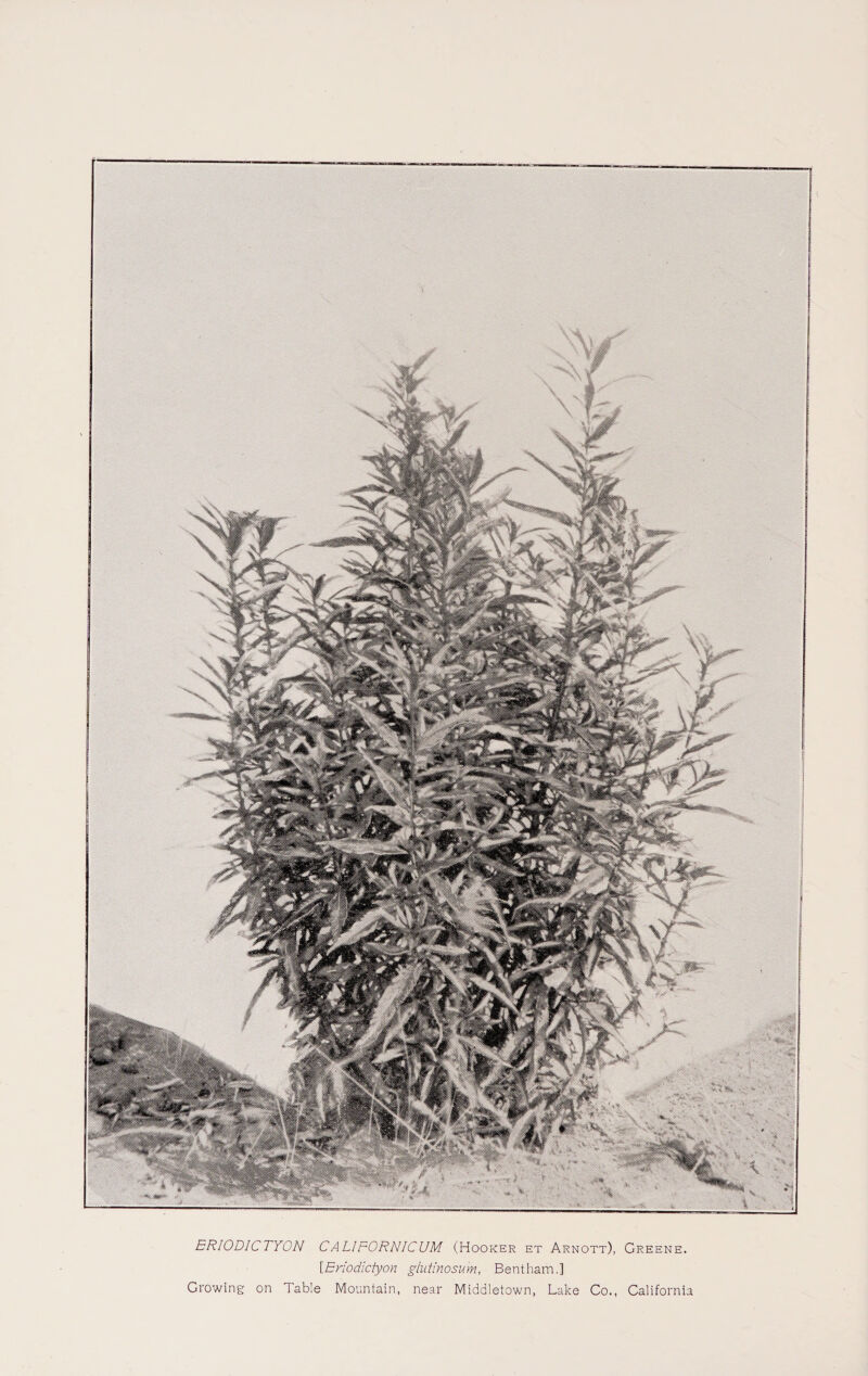 ERIODICTYON CAL1F0RNICUM (Hooker et Arnott), Greene. [Eriodictyon glutinosum, Bent ham.] Growing on Table Mountain, near Middletown, Lake Co., California