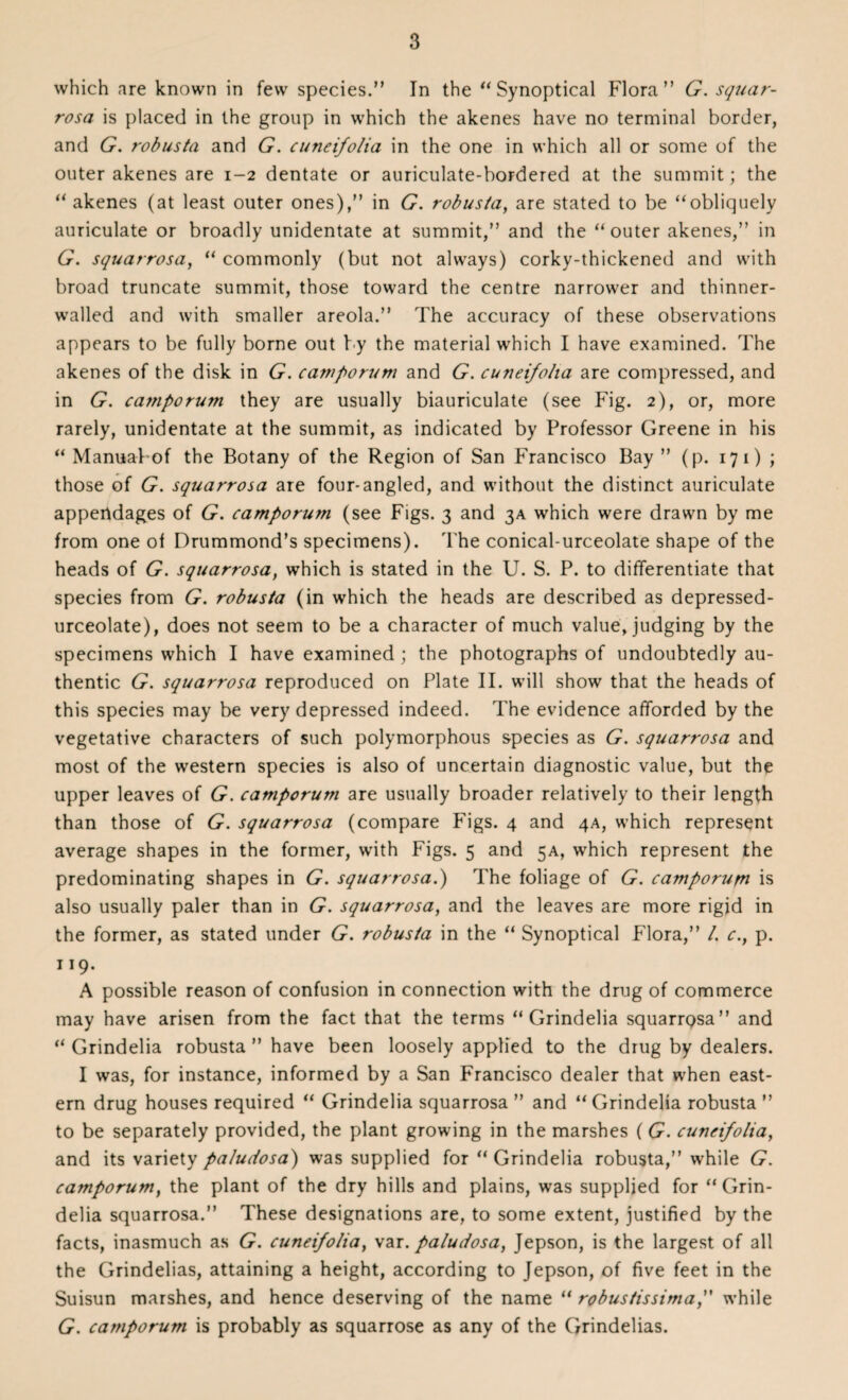 which are known in few species.” In the “Synoptical Flora” G. squar¬ rosa is placed in the group in which the akenes have no terminal border, and G. robusta and G. cuneifolia in the one in which all or some of the outer akenes are 1-2 dentate or auriculate-bordered at the summit; the “akenes (at least outer ones),” in G. robusta, are stated to be “obliquely auriculate or broadly unidentate at summit,” and the “outer akenes,” in G. squarrosa, “ commonly (but not always) corky-thickened and with broad truncate summit, those toward the centre narrower and thinner- walled and with smaller areola.” The accuracy of these observations appears to be fully borne out by the material which I have examined. The akenes of the disk in G. camporum and G. cuneifolia are compressed, and in G. caitiporum they are usually biauriculate (see Fig. 2), or, more rarely, unidentate at the summit, as indicated by Professor Greene in his “ ManuaFof the Botany of the Region of San Francisco Bay ” (p. 17 1) ; those of G. squarrosa are four-angled, and without the distinct auriculate appendages of G. camporum (see Figs. 3 and 3A which were drawn by me from one of Drummond’s specimens). The conical-urceolate shape of the heads of G. squarrosa, which is stated in the U. S. P. to differentiate that species from G. robusta (in which the heads are described as depressed- urceolate), does not seem to be a character of much value, judging by the specimens which I have examined ; the photographs of undoubtedly au¬ thentic G. squarrosa reproduced on Plate II. will show that the heads of this species may be very depressed indeed. The evidence afforded by the vegetative characters of such polymorphous species as G. squarrosa and most of the western species is also of uncertain diagnostic value, but the upper leaves of G. camporum are usually broader relatively to their length than those of G. squarrosa (compare Figs. 4 and 4A, which represent average shapes in the former, with Figs. 5 and 5A, which represent the predominating shapes in G. squarrosa.) The foliage of G. camporum is also usually paler than in G. squarrosa, and the leaves are more rigid in the former, as stated under G. robusta in the “ Synoptical Flora,” /. c., p. 119. A possible reason of confusion in connection with the drug of commerce may have arisen from the fact that the terms “ Grindelia squarrosa” and “ Grindelia robusta ” have been loosely applied to the drug by dealers. I was, for instance, informed by a San Francisco dealer that when east¬ ern drug houses required “ Grindelia squarrosa ” and “Grindelia robusta ” to be separately provided, the plant growing in the marshes (G. cuneifolia, and its variety paludosa) was supplied for “ Grindelia robusta,” while G. camporum, the plant of the dry hills and plains, was supplied for “Grin¬ delia squarrosa.” These designations are, to some extent, justified by the facts, inasmuch as G. cuneifolia, var.paludosa, Jepson, is the largest of all the Grindelias, attaining a height, according to Jepson, of five feet in the Suisun marshes, and hence deserving of the name “ robustissimawhile G. camporum is probably as squarrose as any of the Grindelias.