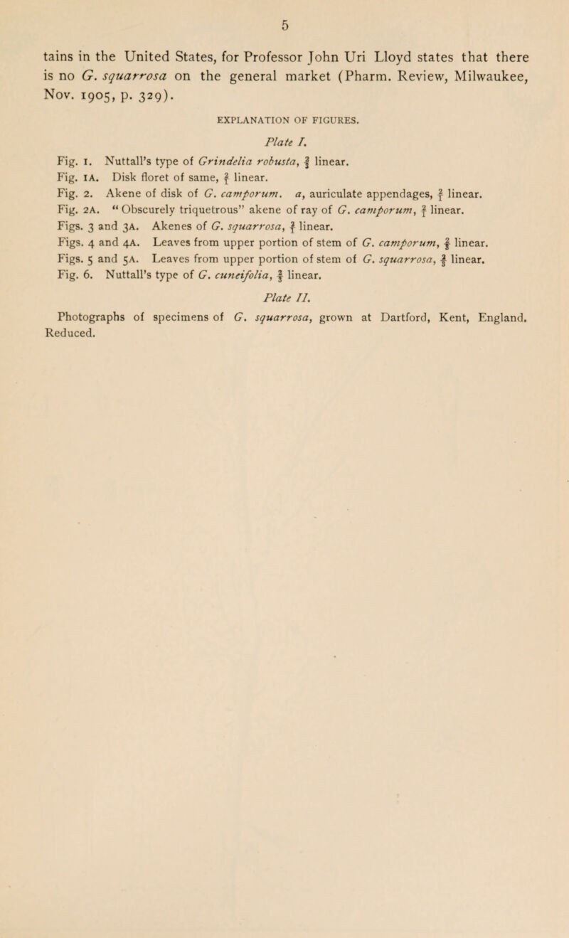 tains in the United States, for Professor John Uri Lloyd states that there is no G. squarrosa on the general market (Pharm. Review, Milwaukee, Nov. 1905, p. 329). EXPLANATION OF FIGURES. Plate /. Fig. 1. Nuttall’s type of Grindelia robusta, | linear. Fig. IA. Disk floret of same, f linear. Fig. 2. Akene of disk of G. cantporum. a, auriculate appendages, \ linear. Fig. 2A. “ Obscurely triquetrous” akene of ray of G. camporum, f linear. Figs. 3 and 3A. Akenes of G. squarrosa, £ linear. Figs. 4 and 4A. Leaves from upper portion of stem of G. camporum, f linear. Pigs. 5 and 5A. Leaves from upper portion of stem of G. squarrosa, | linear. Fig. 6. Nuttall’s type of G. cuneifolia, | linear. Plate II. Photographs of specimens of G. squarrosa, grown at Dartford, Kent, England. Reduced.