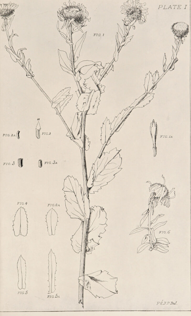 PLATE I FIG 4 FIG 5 FIG. 2 a S FIG. 2 FIG.4-A FIG FIG. 1A PS.J.PDcl. FIG. 6