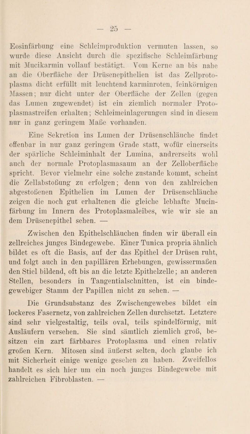 Eosinfärbung eine Schleimproduktion vermuten lassen, so wurde diese Ansicht durch die spezifische Schleimfärbung mit Mucikarmin vollauf bestätigt. Vom Kerne an bis nahe an die Oberfläche der Drtisenepithelien ist das Zellproto¬ plasma dicht erfüllt mit leuchtend karminroten, feinkörnigen Massen; nur dicht unter der Oberfläche der Zellen (gegen das Lumen zugewendet) ist ein ziemlich normaler Proto¬ plasmastreifen erhalten; Schleimeinlagerungen sind in diesem nur in ganz geringem Maße vorhanden. Eine Sekretion ins Lumen der Drüsenschläuche findet offenbar in nur ganz geringem Grade statt, wofür einerseits der spärliche Schleiminhalt der Lumina, andrerseits wohl auch der normale Protoplasmasaum an der Zelloberfläche spricht. Bevor vielmehr eine solche zustande kommt, scheint die Zellabstoßung zu erfolgen; denn von den zahlreichen abgestoßenen Epithelien im Lumen der Drüsenschläuche zeigen die noch gut erhaltenen die gleiche lebhafte Mucin- färbung im Innern des Protoplasmaleibes, wie wir sie an dem Drüsenepithel sehen. — Zwischen den Epithelschläuchen finden wir überall ein zellreiches junges Bindegewebe. Einer Tunica propria ähnlich bildet es oft die Basis, auf der das Epithel der Drüsen ruht, und folgt auch in den papillären Erhebungen, gewissermaßen den Stiel bildend, oft bis an die letzte Epithelzelle; an anderen Stellen, besonders in Tangentialschnitten, ist ein binde¬ gewebiger Stamm der Papillen nicht zu sehen. — Die Grundsubstanz des Zwischengewebes bildet ein lockeres Fasernetz, von zahlreichen Zellen durchsetzt. Letztere sind sehr vielgestaltig, teils oval, teils spindelförmig, mit Ausläufern versehen. Sie sind sämtlich ziemlich groß, be¬ sitzen ein zart färbbares Protoplasma und einen relativ großen Kern. Mitosen sind äußerst selten, doch glaube ich mit Sicherheit einige wenige gesehen zu haben. Zweifellos handelt es sich hier um ein noch junges Bindegewebe mit zahlreichen Fibroblasten. —