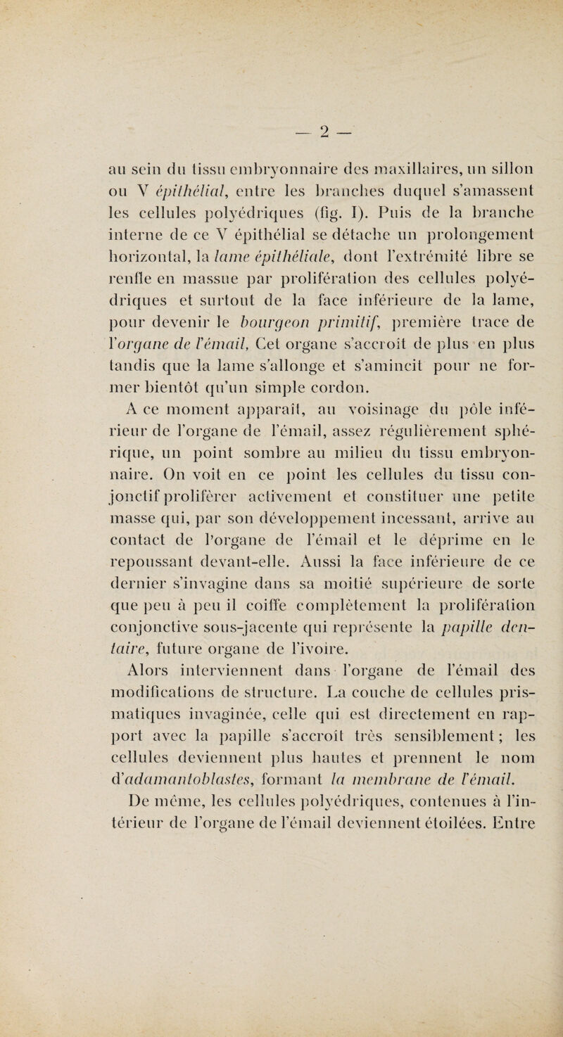 au sein du tissu embryonnaire des maxillaires, un sillon ou V épithélial, entre les branches duquel s’amassent les cellules polyédriques (fig. I). Puis de la branche interne de ce Y épithélial se détache un prolongement horizontal, la lame épithéliale, dont l’extrémité libre se renfle en massue par prolifération des cellules polyé¬ driques et surtout de la face inférieure de la lame, pour devenir le bourgeon primitif, première trace de l'organe de Vémail, Cet organe s’accroît de plus en plus tandis que la lame s’allonge et s’amincit pour ne for¬ mer bientôt qu’un simple cordon. A ce moment apparaît, au voisinage du pôle infé¬ rieur de l’organe de l’émail, assez régulièrement sphé¬ rique, un point sombre au milieu du tissu embryon¬ naire. On voit en ce point les cellules du tissu con¬ jonctif proliférer activement et constituer une petite masse qui, par son développement incessant, arrive an contact de l’organe de l’émail et le déprime en le repoussant devant-elle. Aussi la face inférieure de ce dernier s’invagine dans sa moitié supérieure de sorte que peu à peu il coiffe complètement la prolifération conjonctive sous-jacente qui représente la papille den¬ taire, future organe de l’ivoire. Alors interviennent dans l’organe de l’émail des modifications de structure. La couche de cellules pris¬ matiques invaginée, celle qui est directement en rap¬ port avec la papille s’accroît très sensiblement ; les cellules deviennent plus hautes et prennent le nom d'adamantoblastes, formant la membrane de l'émail. De même, les cellules polyédriques, contenues à l’in¬ térieur de l’organe de l’émail deviennent étoilées. Entre