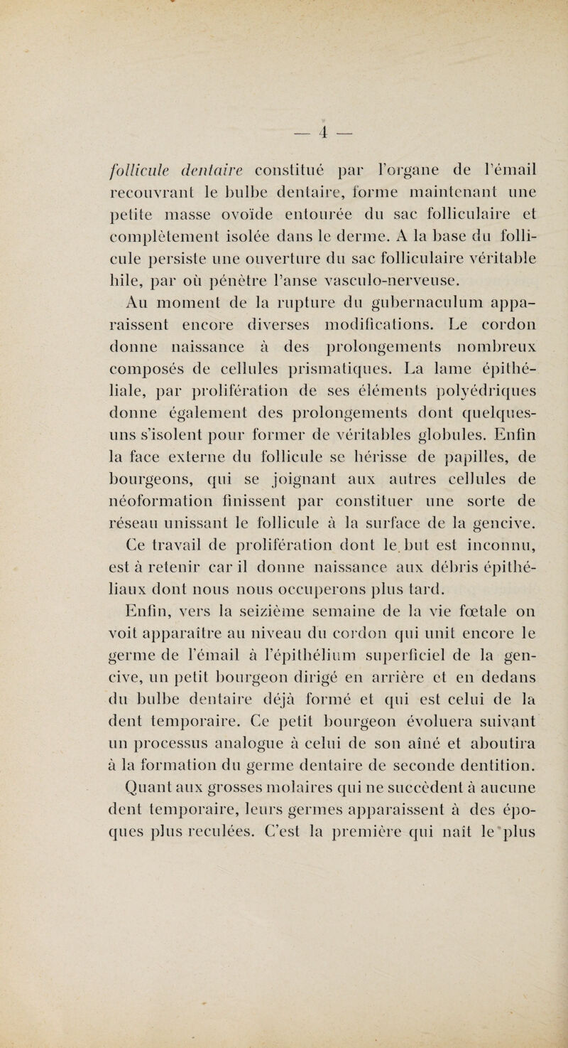 follicule dentaire constitué par l’organe de l’émail recouvrant le bulbe dentaire, forme maintenant une petite masse ovoïde entourée du sac folliculaire et complètement isolée dans le derme. A la base du folli¬ cule persiste une ouverture du sac folliculaire véritable hile, par où pénètre l’anse vasculo-nerveuse. Au moment de la rupture du gubernaculum appa¬ raissent encore diverses modifications. Le cordon donne naissance à des prolongements nombreux composés de cellules prismatiques. La lame épithé¬ liale, par prolifération de ses éléments polyédriques donne également des prolongements dont quelques- uns s’isolent pour former de véritables globules. Enfin la face externe du follicule se hérisse de papilles, de bourgeons, qui se joignant aux autres cellules de néoformation finissent par constituer une sorte de réseau unissant le follicule à la surface de la gencive. Ce travail de prolifération dont le but est inconnu, est à retenir car il donne naissance aux débris épithé¬ liaux dont nous nous occuperons plus tard. Enfi n, vers la seizième semaine de la vie fœtale on voit apparaître au niveau du cordon qui unit encore le germe de l’émail à l’épithélium superficiel de la gen¬ cive, lin petit bourgeon dirigé en arrière et en dedans du bulbe dentaire déjà formé et qui est celui de la dent temporaire. Ce petit bourgeon évoluera suivant un processus analogue à celui de son aîné et aboutira à la formation du germe dentaire de seconde dentition. Quant aux grosses molaires qui ne succèdent à aucune dent temporaire, leurs germes apparaissent à des épo¬ ques plus reculées. C’est la première qui naît le plus