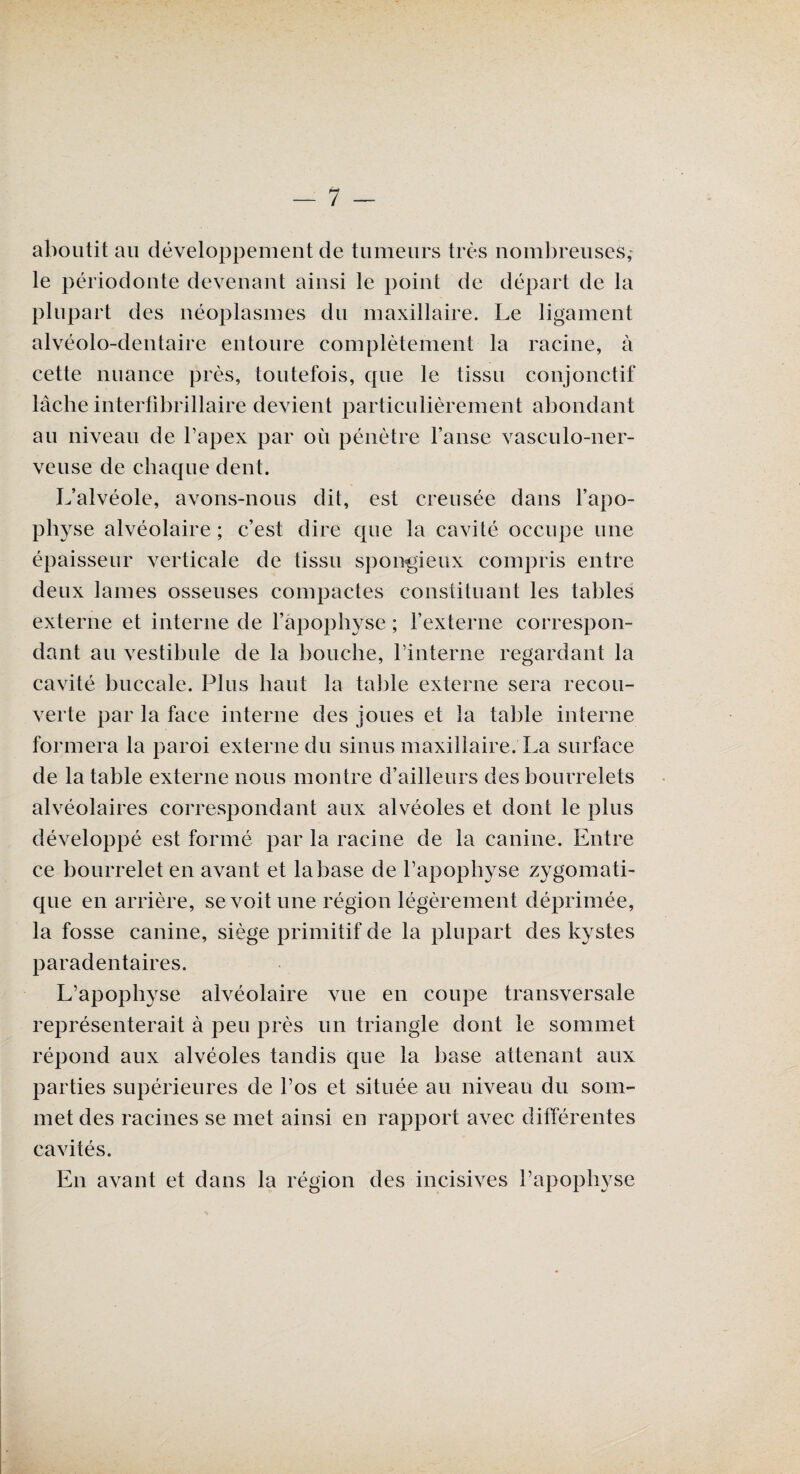 aboutit au développement de tumeurs très nombreuses,' le périodonte devenant ainsi le point de départ de la plupart des néoplasmes du maxillaire. Le ligament alvéolo-dentaire entoure complètement la racine, à cette nuance près, toutefois, que le tissu conjonctif lâche interfibrillaire devient particulièrement abondant au niveau de l’apex par où pénètre l’anse vasculo-ner- veuse de chaque dent. L’alvéole, avons-nous dit, est creusée dans l’apo¬ physe alvéolaire ; c’est dire que la cavité occupe une épaisseur verticale de tissu spongieux compris entre deux lames osseuses compactes constituant les tables externe et interne de l’apophyse ; l’externe correspon¬ dant au vestibule de la bouche, l’interne regardant la cavité buccale. Plus liant la table externe sera recou¬ verte par la face interne des joues et la table interne formera la paroi externe du sinus maxillaire. La surface de la table externe nous montre d’ailleurs des bourrelets alvéolaires correspondant aux alvéoles et dont le plus développé est formé par la racine de la canine. Entre ce bourrelet en avant et la base de l’apophyse zygomati¬ que en arrière, se voit une région légèrement déprimée, la fosse canine, siège primitif de la plupart des kystes paradentaires. L’apophyse alvéolaire vue en coupe transversale représenterait à peu près un triangle dont le sommet répond aux alvéoles tandis que la base attenant aux parties supérieures de l’os et située au niveau du som¬ met des racines se met ainsi en rapport avec différentes cavités. En avant et dans la région des incisives l’apophyse