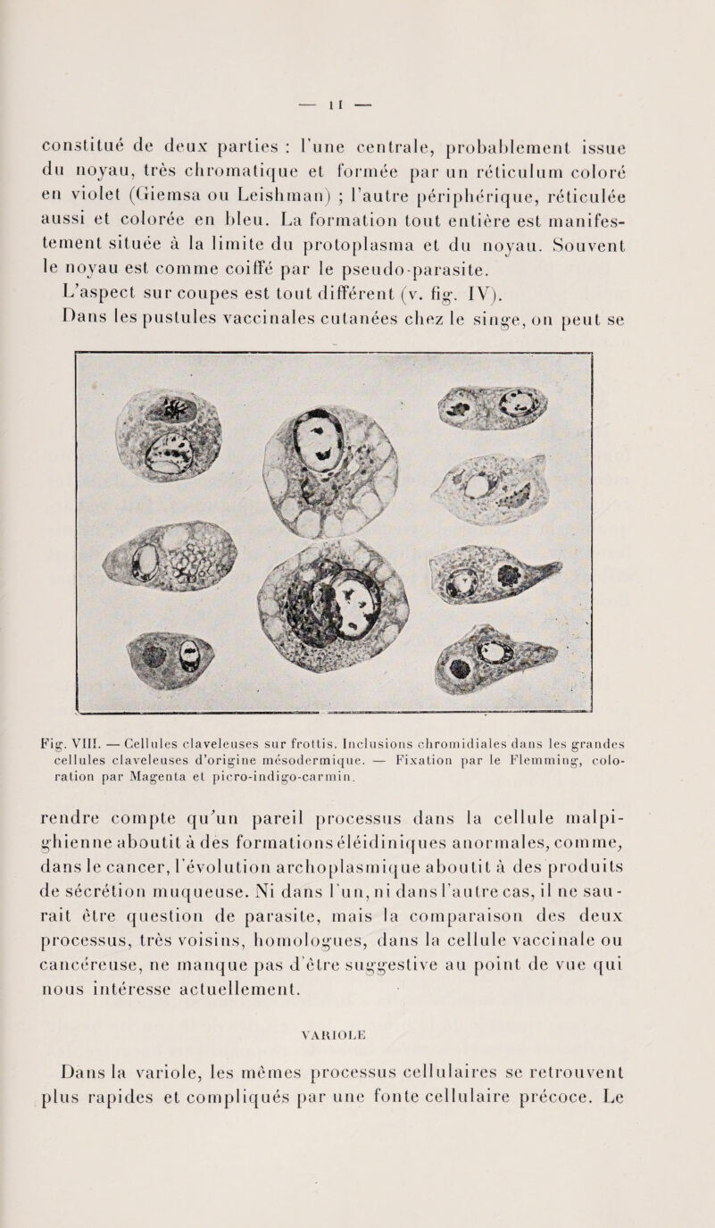 constitué de deux parties : l’une centrale, probablement issue du noyau, très chromatique et formée par un réticulum coloré en violet (Giemsa ou Leishinan) ; l’autre périphérique, réticulée aussi et colorée en bleu. La formation tout entière est manifes¬ tement située à la limite du protoplasma et du noyau. Souvent le noyau est comme coiffé par le pseudo-parasite. L’aspect sur coupes est tout différent (v. fig. IV). Dans les pustules vaccinales cutanées chez le singe, on peut se Fig1. VIII. — Cellules claveleuses sur frottis. Inclusions chromidiales dans les grandes cellules claveleuses d’origine mésodermique. — Fixation par le Flemming, colo¬ ration par Magenta et picro-indigo-carmin. rendre compte qu’un pareil processus dans la cellule malpi¬ ghienne aboutit à des formationséléidiniques anormales, comme, dans le cancer, l’évolution arc ho plasmique aboutit à des produits de sécrétion muqueuse. Ni dans l un, ni dans l’autre cas, il ne sau - rait être question de parasite, mais la comparaison des deux processus, très voisins, homologues, dans la cellule vaccinale ou cancéreuse, ne manque pas d’être suggestive au point de vue qui nous intéresse actuellement. VARIOLE Dans la variole, les mêmes processus cellulaires se retrouvent plus rapides et compliqués par une fonte cellulaire précoce. Le