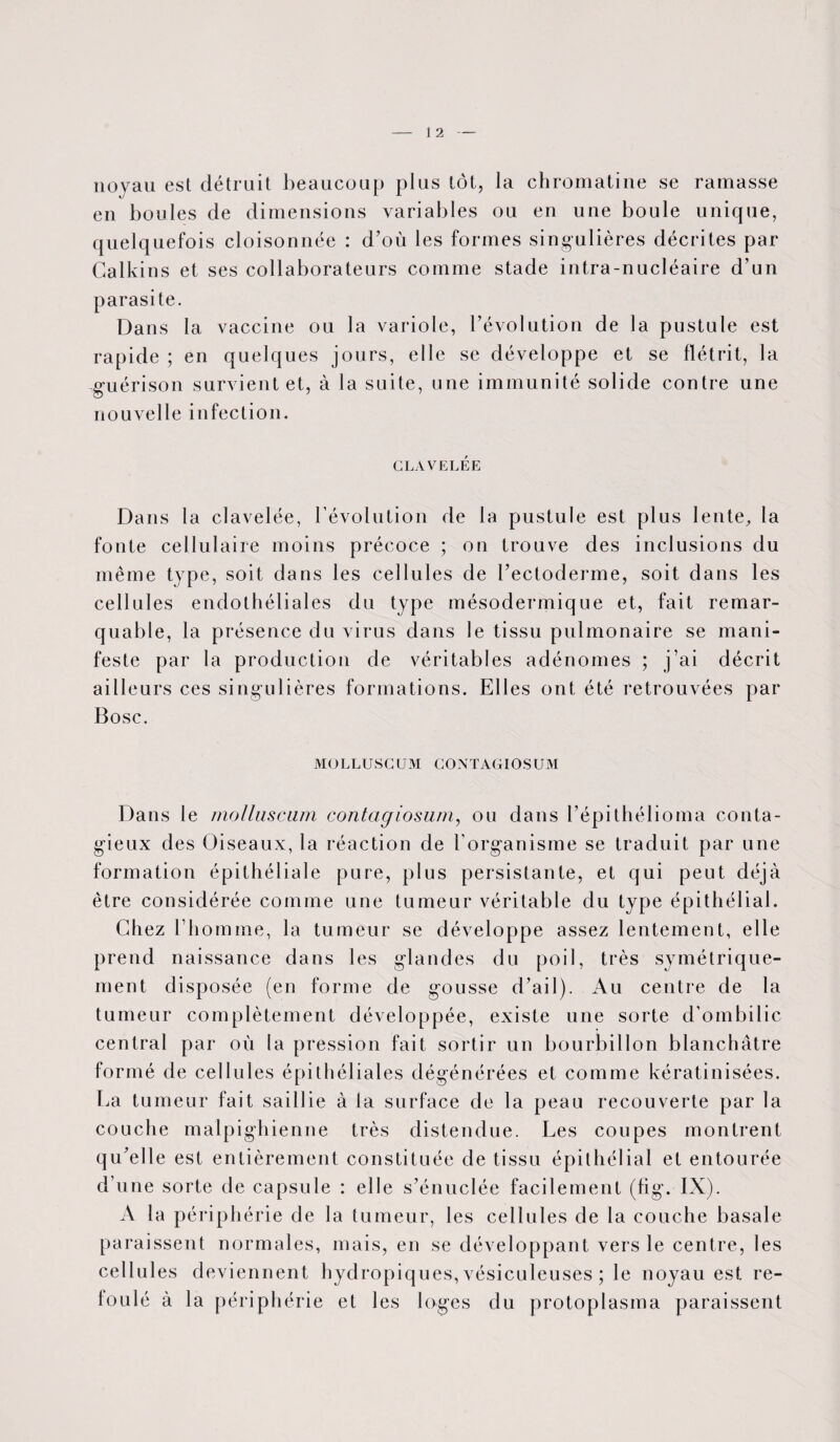 noyau est détruit beaucoup plus tôt, la chromatine se ramasse en boules de dimensions variables ou en une boule unique, quelquefois cloisonnée : d’où les formes singulières décrites par Calkins et ses collaborateurs comme stade intra-nucléaire d’un parasite. Dans la vaccine ou la variole, l’évolution de la pustule est rapide ; en quelques jours, elle se développe et se flétrit, la guérison survient et, à la suite, une immunité solide contre une nouvelle infection. CLAVELÉE Dans la clavelée, l’évolution de la pustule est plus lente, la fonte cellulaire moins précoce ; on trouve des inclusions du même type, soit dans les cellules de l’ectoderme, soit dans les cellules endothéliales du type mésodermique et, fait remar¬ quable, la présence du virus dans le tissu pulmonaire se mani¬ feste par la production de véritables adénomes ; j’ai décrit ailleurs ces singulières formations. Elles ont été retrouvées par Bosc. MOLLUSCUM CONTAGIOSUM Dans le molluscum contagiosum, ou dans l’épithélioma conta¬ gieux des Oiseaux, la réaction de l’organisme se traduit par une formation épithéliale pure, plus persistante, et qui peut déjà être considérée comme une tumeur véritable du type épithélial. Chez l’homme, la tumeur se développe assez lentement, elle prend naissance dans les glandes du poil, très symétrique¬ ment disposée (en forme de gousse d’ail). Au centre de la tumeur complètement développée, existe une sorte d'ombilic central par où la pression fait sortir un bourbillon blanchâtre formé de cellules épithéliales dégénérées et comme kératinisées. La tumeur fait saillie à la surface de la peau recouverte par la couche malpighienne très distendue. Les coupes montrent qu’elle est entièrement constituée de tissu épithélial et entourée d’une sorte de capsule : elle s’énuclée facilement (fig. IX). A la périphérie de la tumeur, les cellules de la couche basale paraissent normales, mais, en se développant vers le centre, les cellul es deviennent hydropiques, vésiculeuses ; le noyau est re¬ foulé à la périphérie et les loges du protoplasma paraissent