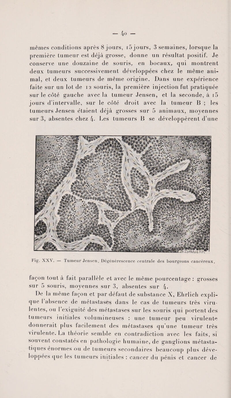 mêmes conditions après 8 jours, i5 jours, 3 semaines, lorsque la première tumeur est déjà grosse, donne un résultat positif. Je conserve une douzaine de souris, en bocaux, qui montrent deux tumeurs successivement développées chez le même ani¬ mal, et deux tumeurs de même origine. Dans une expérience faite sur un lot de 12 souris, la première injection fut pratiquée sur le côté gauche avec la tumeur Jensen, et la seconde, à i5 jours d’intervalle, sur le côté droit avec la tumeur B ; les tumeurs Jensen étaient déjà grosses sur 5 animaux, moyennes sur 3, absentes chez 4- Des tumeurs B se développèrent d’une \h-Cortitan. tFrf. Fig’. XXV. Tumeur Jensen. Dégénérescence centrale des bourgeons cancéreux. façon tout à fait parallèle et avec le même pourcentage : grosses sur 5 souris, moyennes sur 3, absentes sur 4- De la même façon et par défaut de substance X, Ehrlich expli¬ que I absence de métastases dans le cas de tumeurs très viru¬ lentes, ou l’exiguité des métastases sur les souris qui portent des tumeurs initiales volumineuses : une tumeur peu virulente donnerait plus facilement des métastases qu’une tumeur très virulente. La théorie semble en contradiction avec les faits, si souvent constatés en pathologie humaine, de ganglions métasta¬ tiques énormes ou de tumeurs secondaires beaucoup plus déve¬ loppées que les tumeurs initiales : cancer du pénis et cancer de