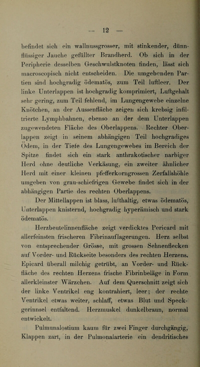 befindet sich ein wallnussgrosser, mit stinkender, dünn¬ flüssiger Jauche gefüllter Brandherd. Ob sich in der Peripherie desselben Geschwulstknoten finden, lässt sich macroscopisch nicht entscheiden. Die umgebenden Par¬ tien sind hochgradig ödematös, zum Teil luftleer. Der linke Unterlappen ist hochgradig komprimiert, Luftgehalt sehr gering, zum Teil fehlend, im Lungengewebe einzelne Knötchen, an der Aussenftäche zeigen sich krebsig infil¬ trierte Lymphbahnen, ebenso an der dem Unterlappen zugewendeten Fläche des Oberlappens. Rechter Ober¬ lappen zeigt in seinem abhängigen Teil hochgradiges Ödem, in der Tiefe des Lungengewebes im Bereich der Spitze findet sich ein stark anthrakotischer narbiger Herd ohne deutliche Verkäsung, ein zweiter ähnlicher Herd mit einer kleinen pfefferkorngrossen Zerfallshöhle umgeben von grau-schiefrigen Gewebe findet sich in der abhängigen Partie des rechten Oberlappens. Der Mittellappen ist blass, lufthaltig, etwas ödematös, Unterlappen knisternd, hochgradig hyperämisch und stark ödematös. Herzbeutelinnenfläche zeigt verdicktes Pericard mit allerfeinsten frischeren Fibrinauflagerungen. Herz selbst von entsprechender Grösse, mit grossen Sehnenflecken auf Vorder- und Rückseite besonders des rechten Herzens. Epicard überall milchig getrübt, an Vorder- und Rück¬ fläche des rechten Herzens frische Fibrinbeläge in Form allerkleinster Wärzchen. Auf dem Querschnitt zeigt sich der linke Ventrikel eng kontrahiert, leer; der rechte Ventrikel etwas weiter, schlaff, etwas Blut und Speck¬ gerinnsel entfaltend. Herzmuskel dunkelbraun, normal entwickelt. Pulmunalostium kaum für zwei Finger durchgängig, Klappen zart, in der Pulmonalarterie ein dendritisches