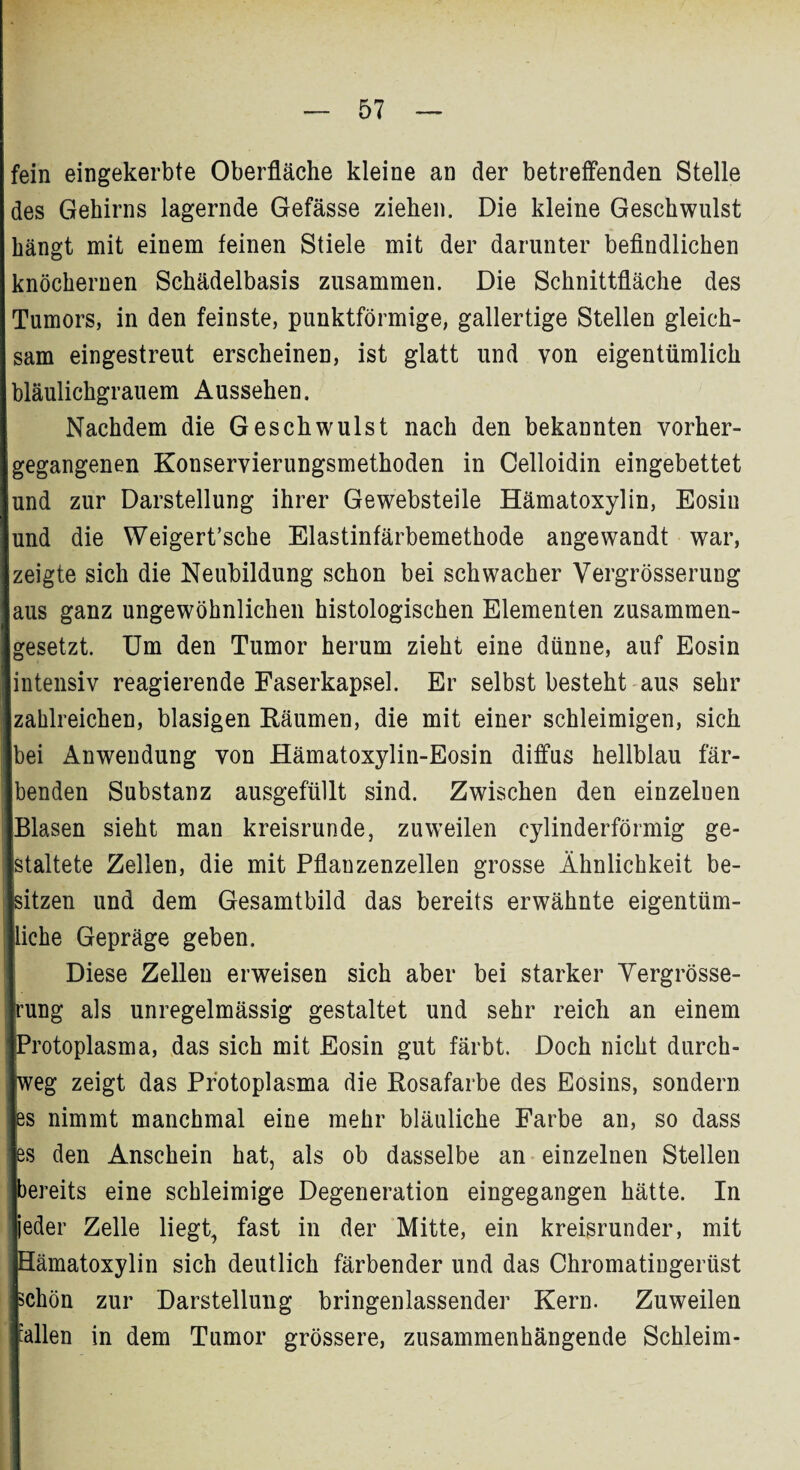 fein eingekerbte Oberfläche kleine an der betreffenden Stelle des Gehirns lagernde Gefässe ziehen. Die kleine Geschwulst hängt mit einem feinen Stiele mit der darunter befindlichen knöchernen Schädelbasis zusammen. Die Schnittfläche des Tumors, in den feinste, punktförmige, gallertige Stellen gleich¬ sam eingestreut erscheinen, ist glatt und von eigentümlich bläulichgrauem Aussehen. Nachdem die Geschwulst nach den bekannten vorher¬ gegangenen Konservierungsmethoden in Celloidin eingebettet und zur Darstellung ihrer Gewebsteile Hämatoxylin, Eosiu und die Weigert’sche Elastinfärbemethode angewandt war, zeigte sich die Neubildung schon bei schwacher Vergrösserung aus ganz ungewöhnlichen histologischen Elementen zusammen¬ gesetzt. Um den Tumor herum zieht eine dünne, auf Eosin intensiv reagierende Faserkapsel. Er selbst besteht aus sehr zahlreichen, blasigen Räumen, die mit einer schleimigen, sich bei Anwendung von Hämatoxylin-Eosin diffus hellblau fär¬ benden Substanz ausgefüllt sind. Zwischen den einzelnen Blasen sieht man kreisrunde, zuweilen eylinderförmig ge¬ staltete Zellen, die mit Pflanzenzellen grosse Ähnlichkeit be¬ sitzen und dem Gesamtbild das bereits erwähnte eigentüm¬ liche Gepräge geben. Diese Zellen erweisen sich aber bei starker Yergrösse- rung als unregelmässig gestaltet und sehr reich an einem Protoplasma, das sich mit Eosin gut färbt. Doch nicht durch¬ weg zeigt das Protoplasma die Rosafarbe des Eosins, sondern es nimmt manchmal eine mehr bläuliche Farbe an, so dass es den Anschein hat, als ob dasselbe an einzelnen Stellen bereits eine schleimige Degeneration eingegangen hätte. In jeder Zelle liegt, fast in der Mitte, ein kreisrunder, mit Hämatoxylin sich deutlich färbender und das Chromatingerüst schön zur Darstellung bringenlassender Kern. Zuweilen ällen in dem Tumor grössere, zusammenhängende Schleim-