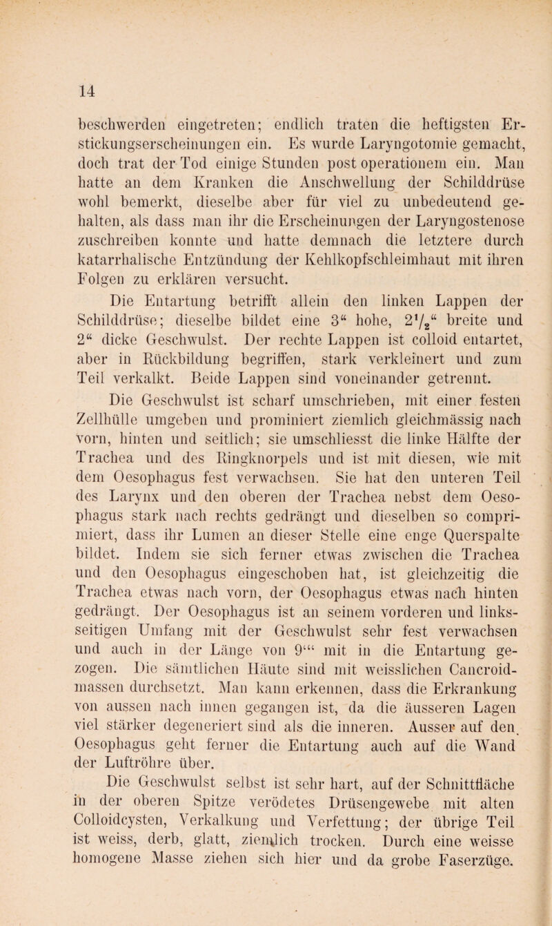 beschwerclen eingetreten; endlich traten die heftigsten Er- stickiingserscheinungen ein. Es wurde Laryngotomie gemacht, doch trat der Tod einige Stunden post Operationen! ein. Man hatte an dem Kranken die Anschwellung der Schilddrüse wohl bemerkt, dieselbe aber für viel zu unbedeutend ge¬ halten, als dass man ihr die Erscheinungen der Laryngostenose zuschreiben konnte und hatte demnach die letztere durch katarrhalische Entzündung der Kehlkopfschleimhaut mit ihren Folgen zu erklären versucht. Die Entartung betrifft allein den linken Lappen der Schilddrüse; dieselbe bildet eine 3“ hohe, 272“ breite und 2“ dicke Geschwulst. Der rechte Lappen ist colloid entartet, aber in Kückbildung begriffen, stark verkleinert und zum Teil verkalkt. Beide Lappen sind voneinander getrennt. Die Geschwulst ist scharf umschrieben, mit einer festen Zellhülle umgeben und prominiert ziemlich gieichmässig nach vorn, hinten und seitlich; sie umschliesst die linke Hälfte der Trachea und des Bingknorpels und ist mit diesen, wie mit dem Oesophagus fest verwachsen. Sie hat den unteren Teil des Larynx und den oberen der Trachea nebst dem Oeso¬ phagus stark nach rechts gedrängt und dieselben so compri- miert, dass ihr Lumen an dieser Stelle eine enge Querspalte bildet. Indem sie sich ferner etwas zwischen die Trachea und den Oesophagus eingeschoben hat, ist gleichzeitig die Trachea etwas nach vorn, der Oesophagus etwas nach hinten gedrängt. Der Oesophagus ist an seinem vorderen und links¬ seitigen Umfang mit der Geschwulst sehr fest verwachsen und auch in der Länge von 9‘“ mit in die Entartung ge¬ zogen. Die sämtlichen Häute sind mit weisslichen Cancroid- massen durchsetzt. Man kann erkennen, dass die Erkrankung von aussen nach innen gegangen ist, da die äusseren Lagen viel stärker degeneriert sind als die inneren. Ausser auf den. Oesophagus geht ferner die Entartung auch auf die Wand der Luftröhre über. Die Geschwulst selbst ist sehr hart, auf der Schnittfläche in der oberen Spitze verödetes Drüsengewebe mit alten Colloidcysten, Verkalkung und Verfettung; der übrige Teil ist weiss, derb, glatt, zien^lich trocken. Durch eine weisse homogene Vlasse ziehen sich hier und da grobe Faserzüge.