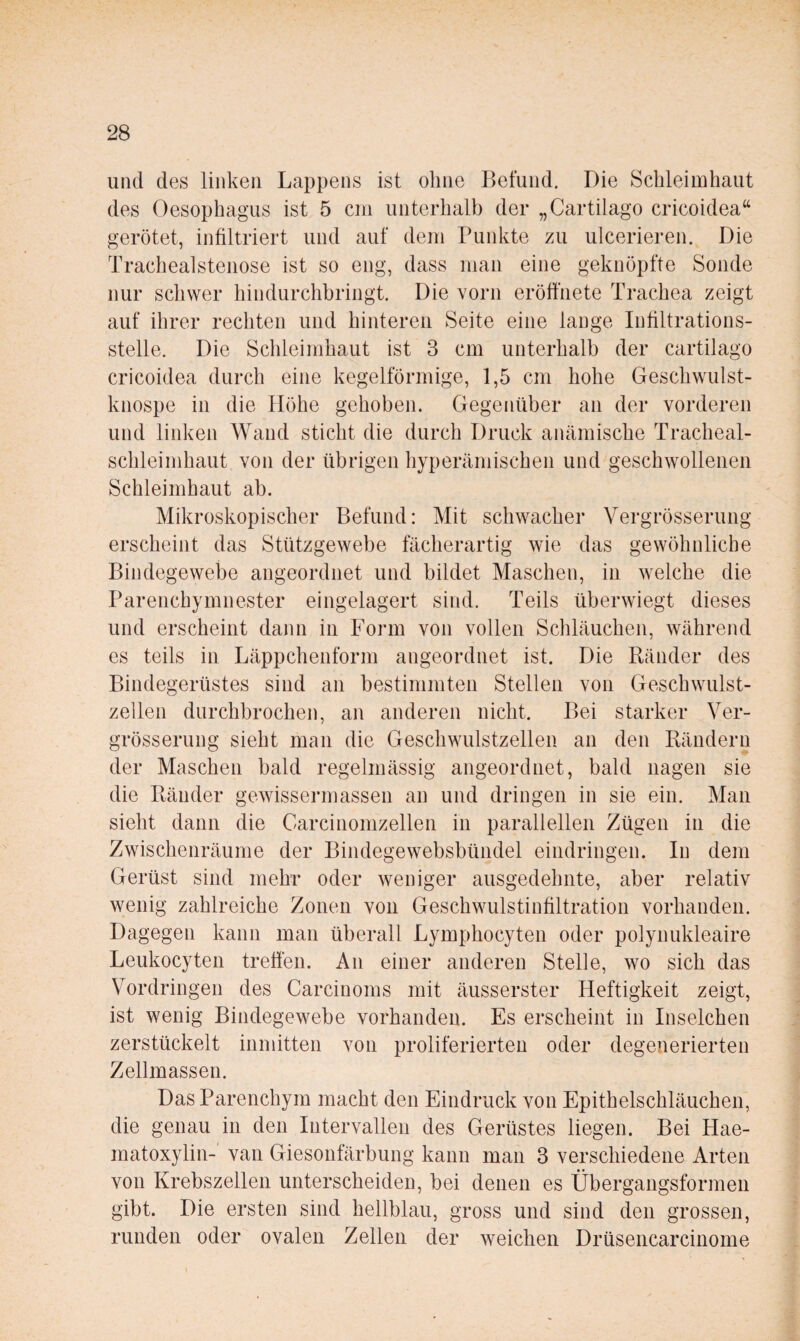 und des linken Lappens ist ohne Befund, Die Schleimhaut des Oesophagus ist 5 cm unterhalb der „Cartilago cricoidea“ gerötet, infiltriert und auf dem Punkte zu ulcerieren. Die Trachealstenose ist so eng, dass man eine geknöpfte Sonde nur schwer hindurchbringt. Die vorn eröffnete Trachea zeigt auf ihrer rechten und hinteren Seite eine lange Infiltrations¬ stelle. Die Schleimhaut ist 3 cm unterhalb der cartilago cricoidea durch eine kegelförmige, 1,5 cm hohe Geschwulst¬ knospe in die Höhe gehoben. Gegenüber au der vorderen und linken Wand sticht die durch Druck anämische Tracheal- schleimhaut von der übrigen hyperämischen und geschwollenen Schleimhaut ab. Mikroskopischer Befund: Mit schwacher Vergrösserung erscheint das Stützgewebe fächerartig wie das gewöhnliche Bindegewebe angeordnet und bildet Maschen, in welche die Parenchymnester eingelagert sind. Teils überwiegt dieses und erscheint dann in Form von vollen Schläuchen, während es teils in Läppchenform angeordnet ist. Die Ränder des Bindegerüstes sind an bestimmten Stellen von Geschwulst¬ zellen durchbrochen, an anderen nicht. Bei starker Ver¬ grösserung sieht man die Geschwulstzellen an den Rändern der Maschen bald regelmässig angeordnet, bald nagen sie die Ränder gewissermassen an und dringen in sie ein. Man sieht dann die Carcinomzellen in parallellen Zügen in die Zwischenräume der Bindegewebsbündel eindringen. Id dem Gerüst sind mehr oder weniger ausgedehnte, aber relativ wenig zahlreiche Zonen von Geschwulstinfiltration vorhanden. Dagegen kann man überall Lymphocyten oder polynukleaire Leukocyten treffen. An einer anderen Stelle, wo sich das Vordringen des Carcinoms mit äusserster Heftigkeit zeigt, ist wenig Bindegewebe vorhanden. Es erscheint in Inselchen zerstückelt inmitten von proliferierten oder degenerierten Zellmassen. Das Parenchym macht den Eindruck von Epithelschläuchen, die genau in den Intervallen des Gerüstes liegen. Bei Hae- inatoxylin- van Giesonfärbung kann man 3 verschiedene Arten von Krebszellen unterscheiden, bei denen es Übergangsformen gibt. Die ersten sind hellblau, gross und sind den grossen, runden oder ovalen Zellen der weichen Drüsencarcinome