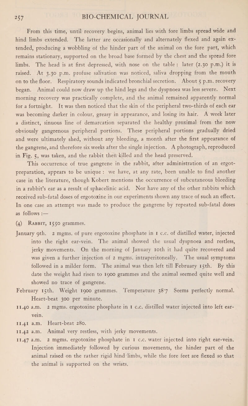 From this time, until recovery begins, animal lies with fore limbs spread wide and hind limbs extended. The latter are occasionally and alternately flexed and again ex¬ tended, producing a wobbling of the hinder part of the animal on the fore part, which remains stationary, supported on the broad base formed by the chest and the spread fore limbs. The head is at first depressed, with nose on the table : later (2.30 p.m.) it is raised. At 3.30 p.m. profuse salivation was noticed, saliva dropping from the mouth on to the floor. Respiratory sounds indicated bronchial secretion. About 5 p.m. recovery began. Animal could now draw up the hind legs and the dyspnoea was less severe. Next morning recovery was practically complete, and the animal remained apparently normal for a fortnight. It was then noticed that the skin of the peripheral two-thirds of each ear was becoming darker in colour, greasy in appearance, and losing its hair. A week later a distinct, sinuous line of demarcation separated the healthy proximal from the now obviously gangrenous peripheral portions. These peripheral portions gradually dried and were ultimately shed, without any bleeding, a month after the first appearance of the gangrene, and therefore six weeks after the single injection. A photograph, reproduced in Fig. 5, was taken, and the rabbit then killed and the head preserved. This occurrence of true gangrene in the rabbit, after administration of an ergot- preparation, appears to be unique : we have, at any rate, been unable to find another case in the literature, though Robert mentions the occurrence of subcutaneous bleeding in a rabbit’s ear as a result of sphacelinic acid. Nor have any of the other rabbits which received sub-fatal doses of ergotoxine in our experiments shown any trace of such an effect. In one case an attempt was made to produce the gangrene by repeated sub-fatal doses as follows :— (4) Rabbit, 1550 grammes. January 9th. 2 mgms. of pure ergotoxine phosphate in 1 c.c. of distilled water, injected into the right ear-vein. The animal showed the usual dyspnoea and restless, jerky movements. On the morning of January 10th it had quite recovered and was given a further injection of 2 mgms. intraperitoneally. The usual symptoms followed in a milder form. The animal was then left till February 15th. By this date the weight had risen to 1900 grammes and the animal seemed quite well and showed no trace of gangrene. February 15th. Weight 1900 grammes. Temperature 387 Seems perfectly normal. Heart-beat 300 per minute. 11.40 a.m. 2 mgms. ergotoxine phosphate in 1 c.c. distilled water injected into left ear- vein. 11.41 a.m. Heart-beat 280. 11.42 a.m. Animal very restless, with jerky movements. 11.47 a.m. 2 mgms. ergotoxine phosphate in 1 c.c. water injected into right ear-vein. Injection immediately followed by curious movements, the hinder part of the animal raised on the rather rigid hind limbs, while the fore feet are flexed so that the animal is supported on the wrists.