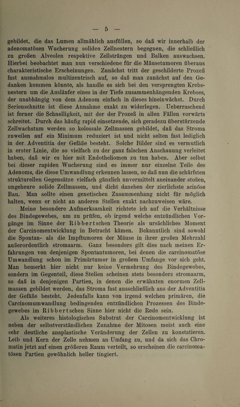gebildet, die das Lumen allmählich ausfüllen, so daß wir innerhalb der adenomatösen Wucherung soliden Zellnestern begegnen, die schließlich zu großen Alveolen respektive Zellsträngen und Balken auswachsen. Hierbei beobachtet man nun verschiedene für die Mäusetumoren überaus charakteristische Erscheinungen. Zunächst tritt der geschilderte Prozeß fast ausnahmslos multizentrisch auf, so daß man zunächst auf den Ge¬ danken kommen könnte, als handle es sich bei den versprengten Krebs¬ nestern um die Ausläufer eines in der Tiefe zusammenhängenden Krebses, der unabhängig von dem Adenom einfach in dieses hineinwächst. Durch Serienschnitte ist diese Annahme exakt zu widerlegen. Ueberraschend ist ferner die Schnelligkeit, mit der der Prozeß in allen Fällen vorwärts schreitet. Durch das häufig rapid einsetzende, sich geradezu überstürzende Zellwachstum werden so kolossale Zellmassen gebildet, daß das Stroma zuweilen auf ein Minimum reduziert ist und nicht selten fast lediglich in der Adventitia der Gefäße besteht. Solcher Bilder sind es vermutlich in erster Linie, die so vielfach zu der ganz falschen Anschauung verleitet haben, daß wir es hier mit Endotheliomen zu tun haben. Aber selbst bei dieser rapiden Wucherung sind es immer nur einzelne Teile des Adenoms, die diese Umwandlung erkennen lassen, so daß nun die schärfsten strukturellen Gegensätze vielfach gänzlich unvermittelt aneinander stoßen, ungeheure solide Zellmassen, und dicht daneben der zierlichste acinöse Bau. Man sollte einen genetischen Zusammenhang nicht für möglich halten, wenn er nicht an anderen Stellen exakt nachzuweisen wäre. Meine besondere Aufmerksamkeit richtete ich auf die Verhältnisse des Bindegewebes, um zu prüfen, ob irgend welche entzündlichen Vor¬ gänge im Sinne der Ribbertsehen Theorie als ursächliches Moment der Carcinomentwicklung in Betracht kämen. Bekanntlich sind sowohl die Spontan- als die Impftumoren der Mäuse in ihrer großen Mehrzahl außerordentlich stromaarm. Ganz besonders gilt dies nach meinen Er¬ fahrungen von denjenigen Spontantumoren, bei denen die carcinomatöse Umwandlung schon im Primärtumor in großem Umfange vor sich geht. Man bemerkt hier nicht nur keine Vermehrung des Bindegewebes, sondern im Gegenteil, diese Stellen scheinen stets besonders stromaarm, so daß in denjenigen Partien, in denen die erwähnten enormen Zell¬ massen gebildet werden, das Stroma fast ausschließlich aus der Adventitia der Gefäße besteht. Jedenfalls kann von irgend welchen primären, die CarcinomumWandlung bedingenden entzündlichen Prozessen des Binde¬ gewebes im Rib bert sehen Sinne hier nicht die Rede sein. Als weiteres histologisches Substrat der Carcinomentwicklung ist neben der selbstverständlichen Zunahme der Mitosen meist auch eine sehr deutliche anaplastische Veränderung der Zellen zu konstatieren. Leib und Kern der Zelle nehmen an Umfang zu, und da sich das Chro¬ matin jetzt auf einen größeren Raum verteilt, so erscheinen die carcinoma- tösen Partien gewöhnlich heller tingiert.