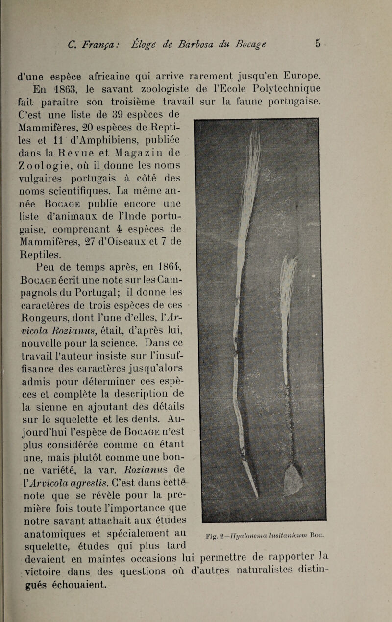 d’une espèce africaine qui arrive rarement jusqu’en Europe. En 1863, le savant zoologiste de l’Ecole Polytechnique fait paraître son troisième travail sur la faune portugaise. C’est une liste de 39 espèces de Mammifères, 20 espèces de Repti¬ les et 11 d’Amphibiens, publiée dans la Revue et Magazin de Zoologie, où il donne les noms vulgaires portugais à côté des noms scientifiques. La même an¬ née Bocage publie encore une liste d’animaux de l’Inde portu¬ gaise, comprenant 4 espèces de Mammifères, 27 d’Oiseaux et 7 de Reptiles. Peu de temps après, en 1864, Bocage écrit une note sur les Cam¬ pagnols du Portugal; il donne les caractères de trois espèces de ces Rongeurs, dont l’une d’elles, YAr- vicola Rozianus, était, d’après lui, nouvelle pour la science. Dans ce travail l’auteur insiste sur l’insuf¬ fisance des caractères jusqu’alors admis pour déterminer ces espè¬ ces et complète la description de la sienne en ajoutant des détails sur le squelette et les dents. Au¬ jourd’hui l’espèce de Bocage n’est plus considérée comme en étant une, mais plutôt comme une bon¬ ne variété, la var. Rozianus de YArvicola agrestis. C’est dans cette note que se révèle pour la pre¬ mière fois toute l’importance que notre savant attachait aux études anatomiques et spécialement au Fig. 2—Hyalonema lusitanicunv Boc. squelette, études qui plus tard devaient en maintes occasions lui permettre de rapporter la victoire dans des questions où d’autres naturalistes distin¬ gués échouaient.