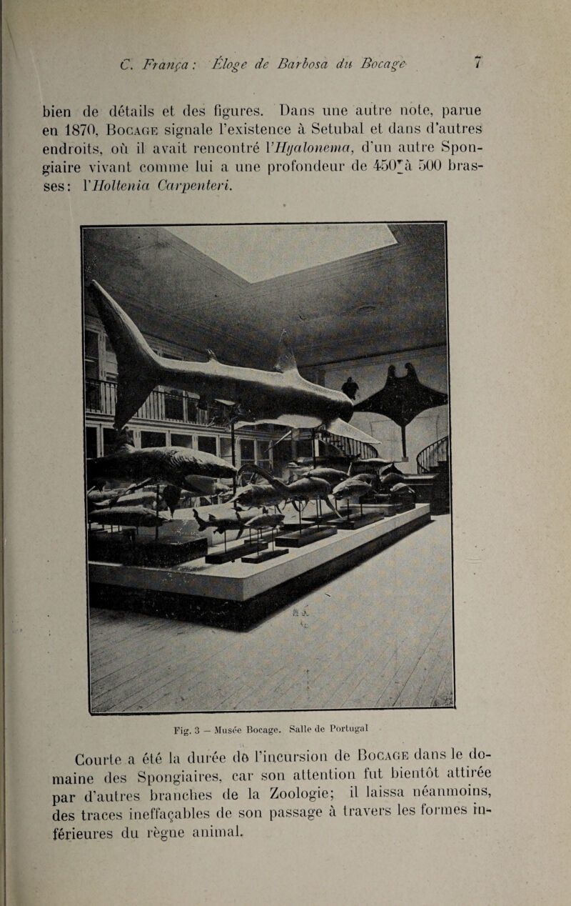 t+9 bien de détails et des figures. Dans une autre note, parue eu 1870, Bocage signale l’existence à Setubal et dans d’autres endroits, où il avait rencontré YHijcilonema, d’un autre Spon- giaire vivant connue lui a une profondeur de 450^à 500 bras¬ ses: YHoltenia Carpenteri. Fig. 3 - Musée Bocage. Salle de Portugal Courte a été la durée de l’incursion de Bocage dans le do¬ maine des Spongiaires, car son attention lut bientôt attiiee par d’autres branches de la Zoologie; il laissa néanmoins, des traces ineffaçables de son passage à travers les formes in¬ férieures du règne animai.